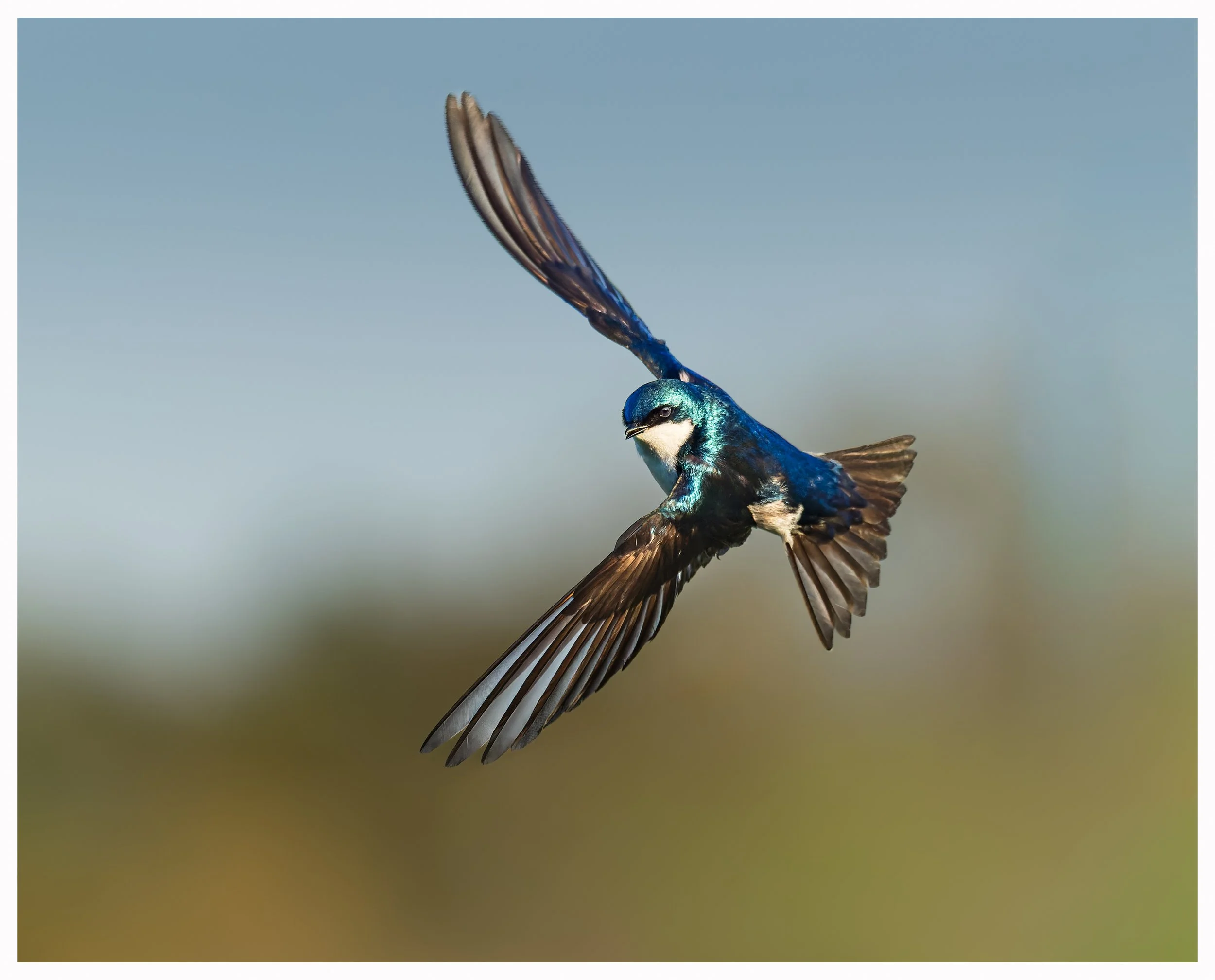 Swallow 31.jpg