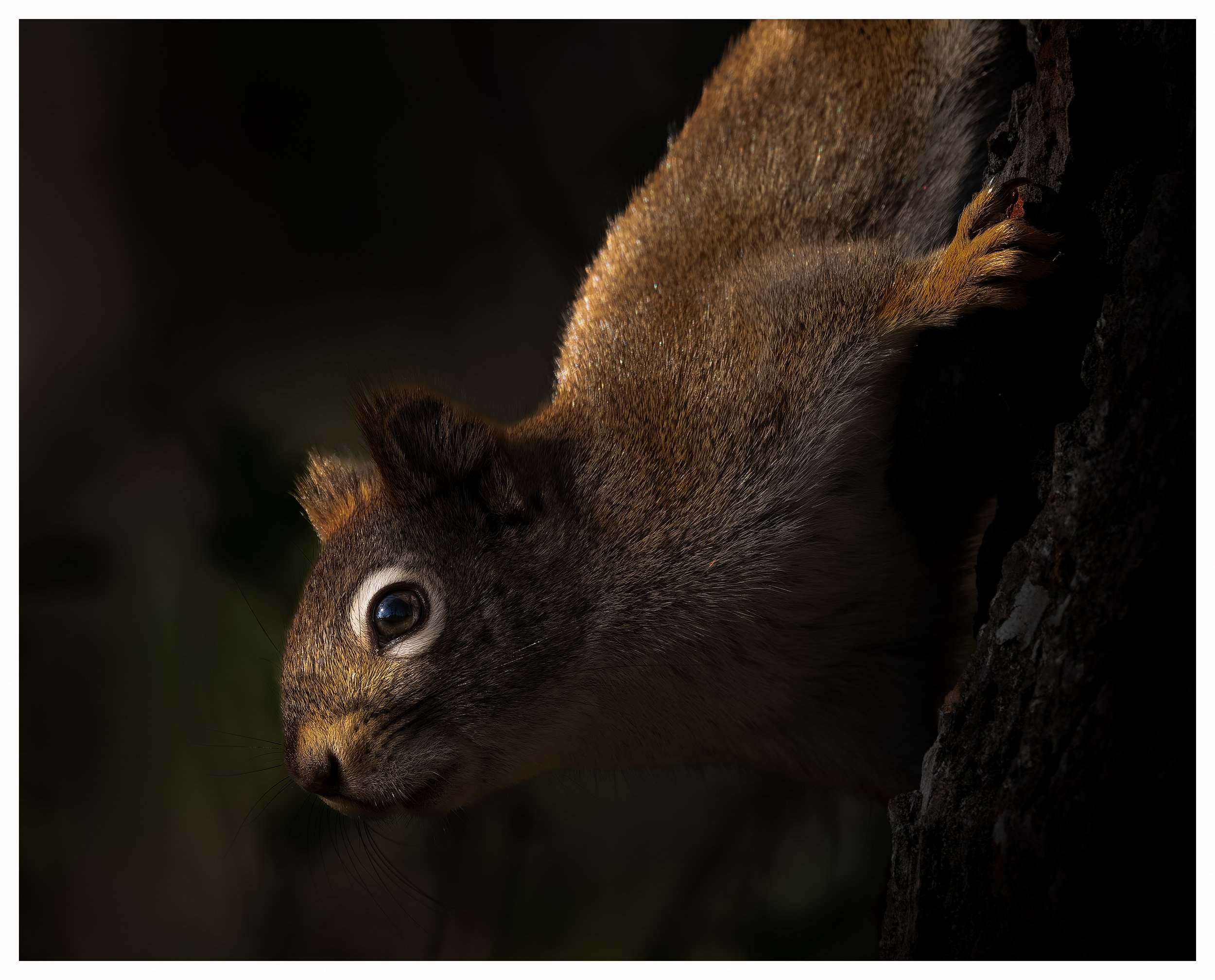 Squirel9v1.jpg