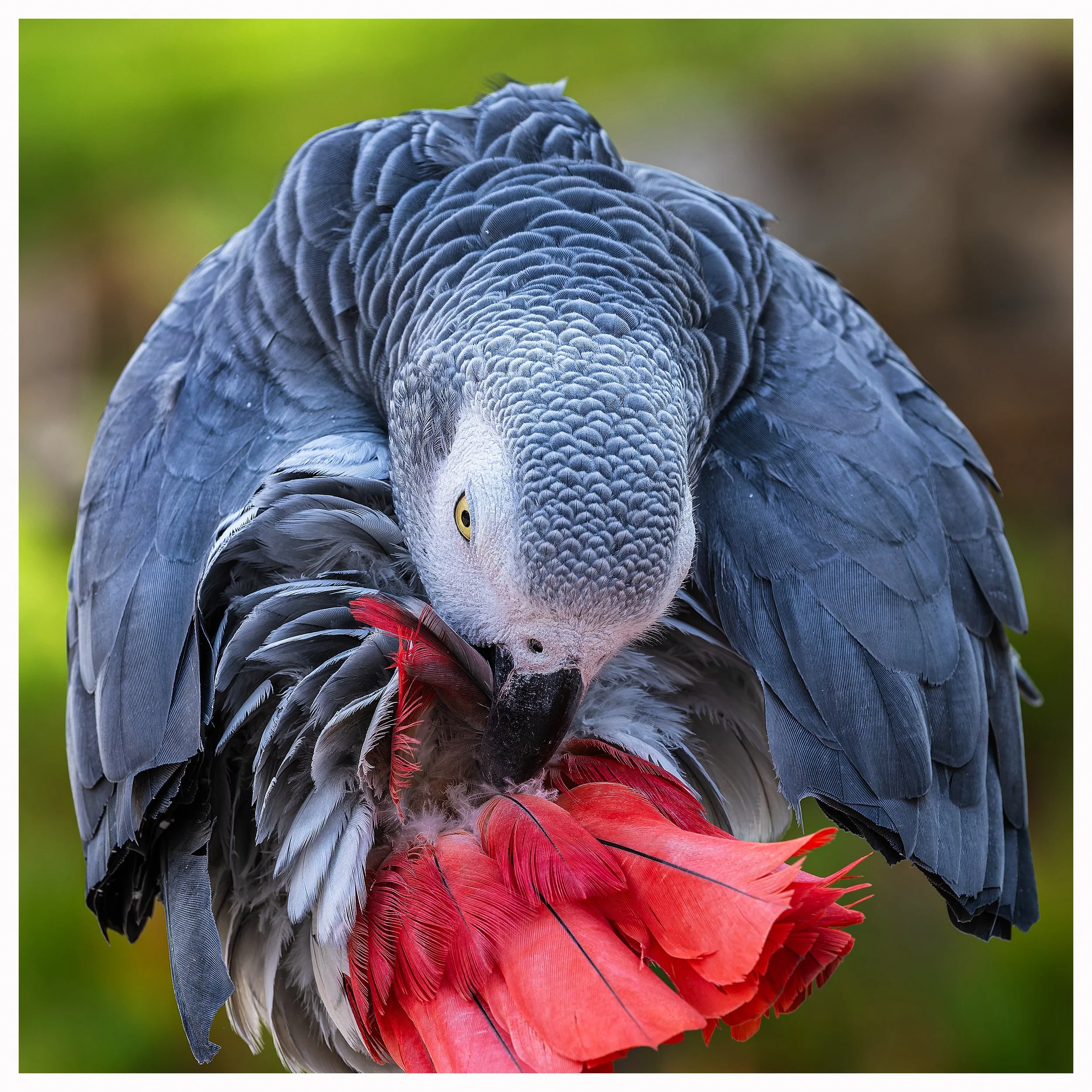 Parrot.jpg