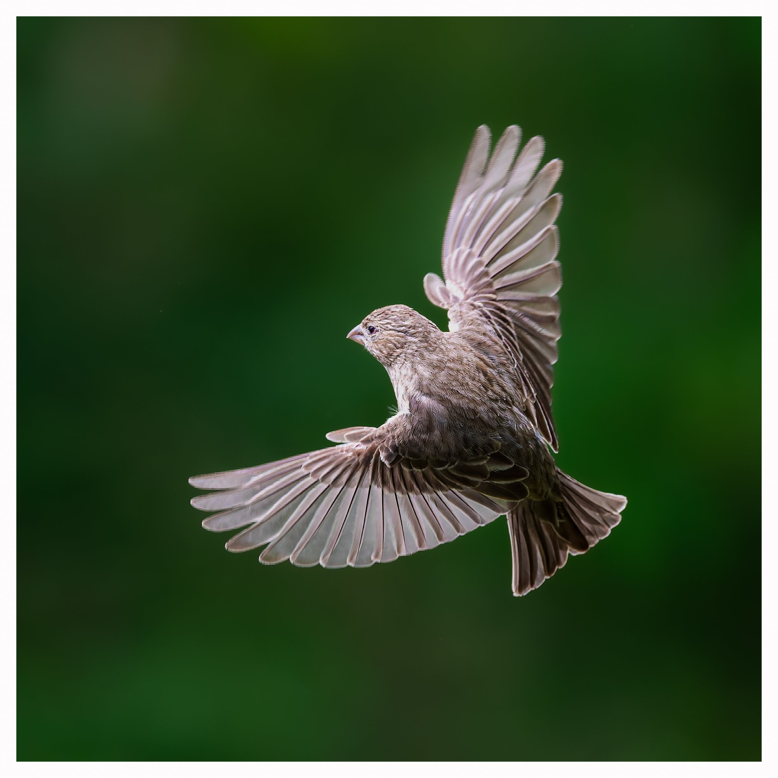 Brown bird 4.jpg