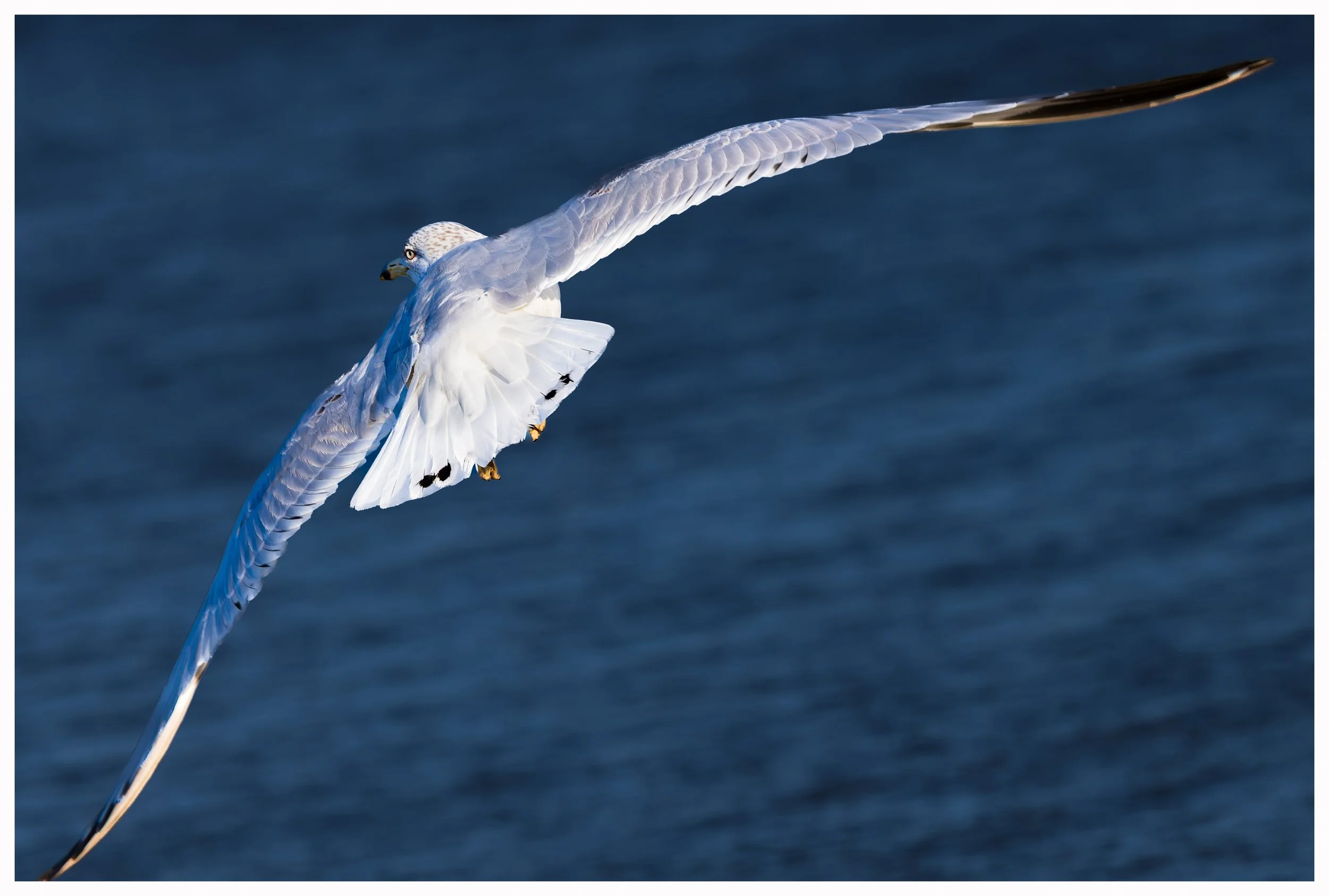Seagul16.jpg