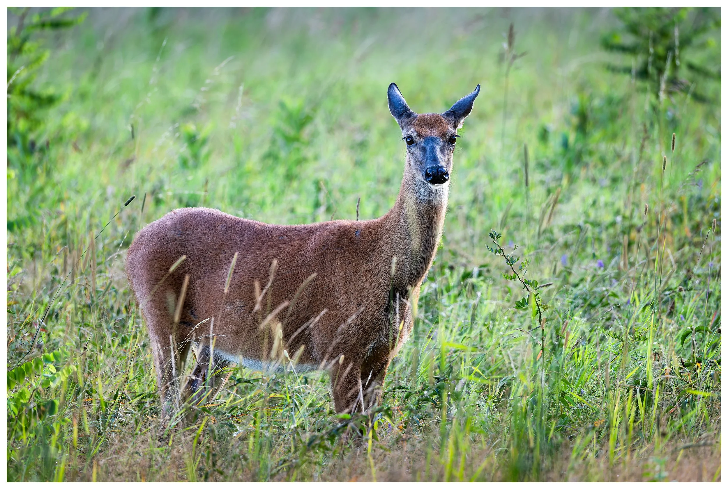 Deer5.jpg