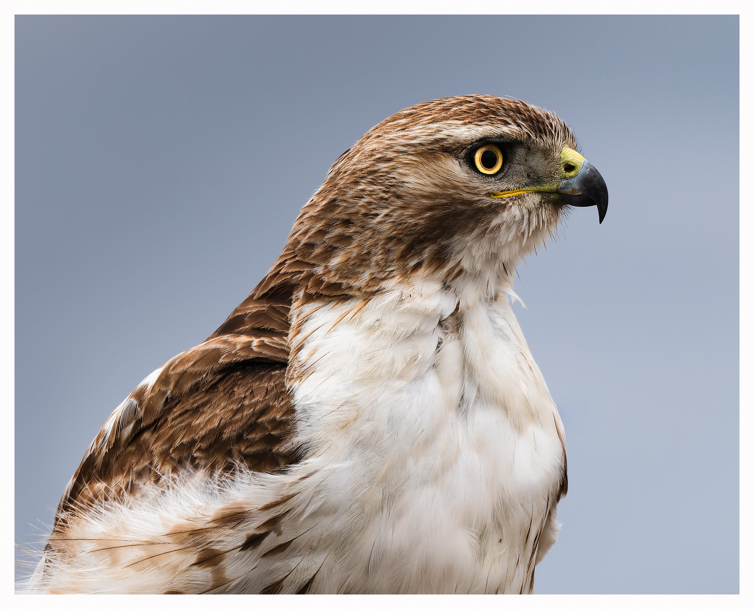 Hawk head-2.jpg