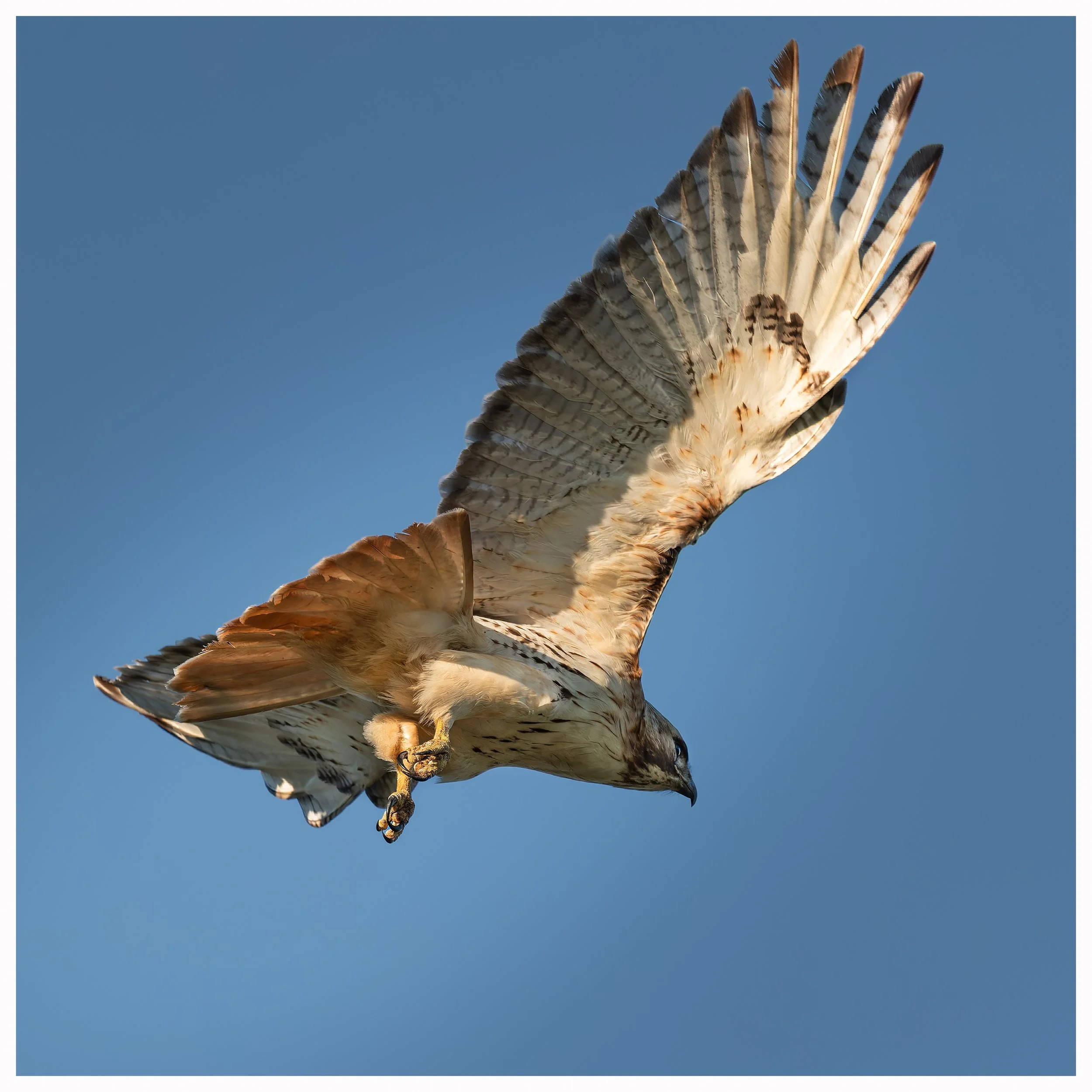 Hawk46.jpg