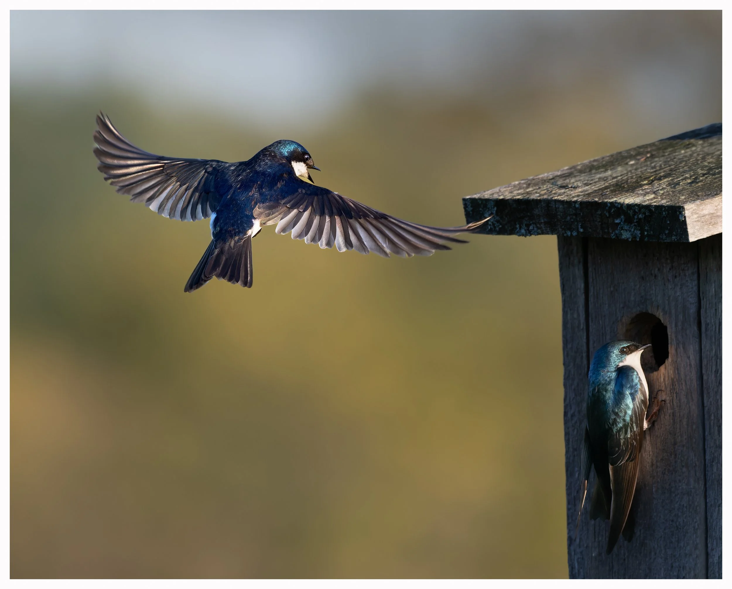 Swallow41.jpg