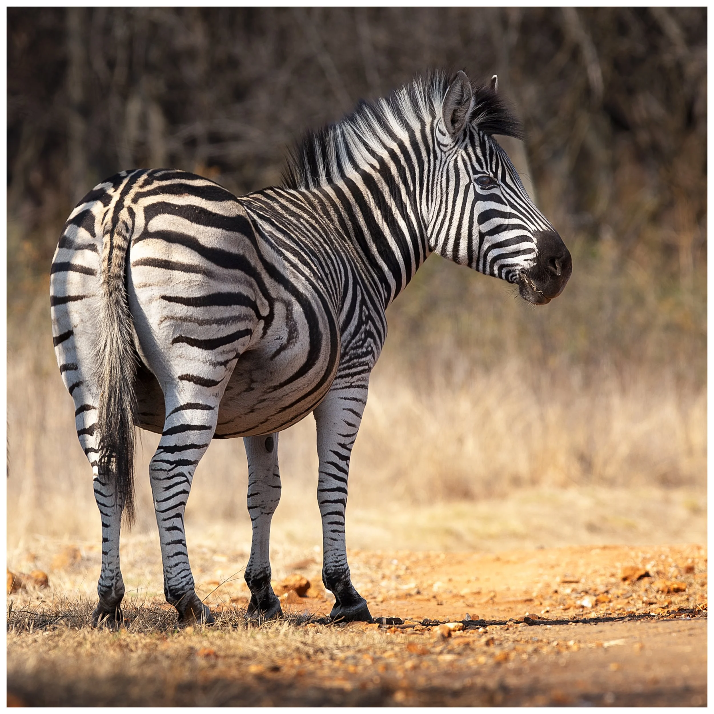 Zebra2-.jpg
