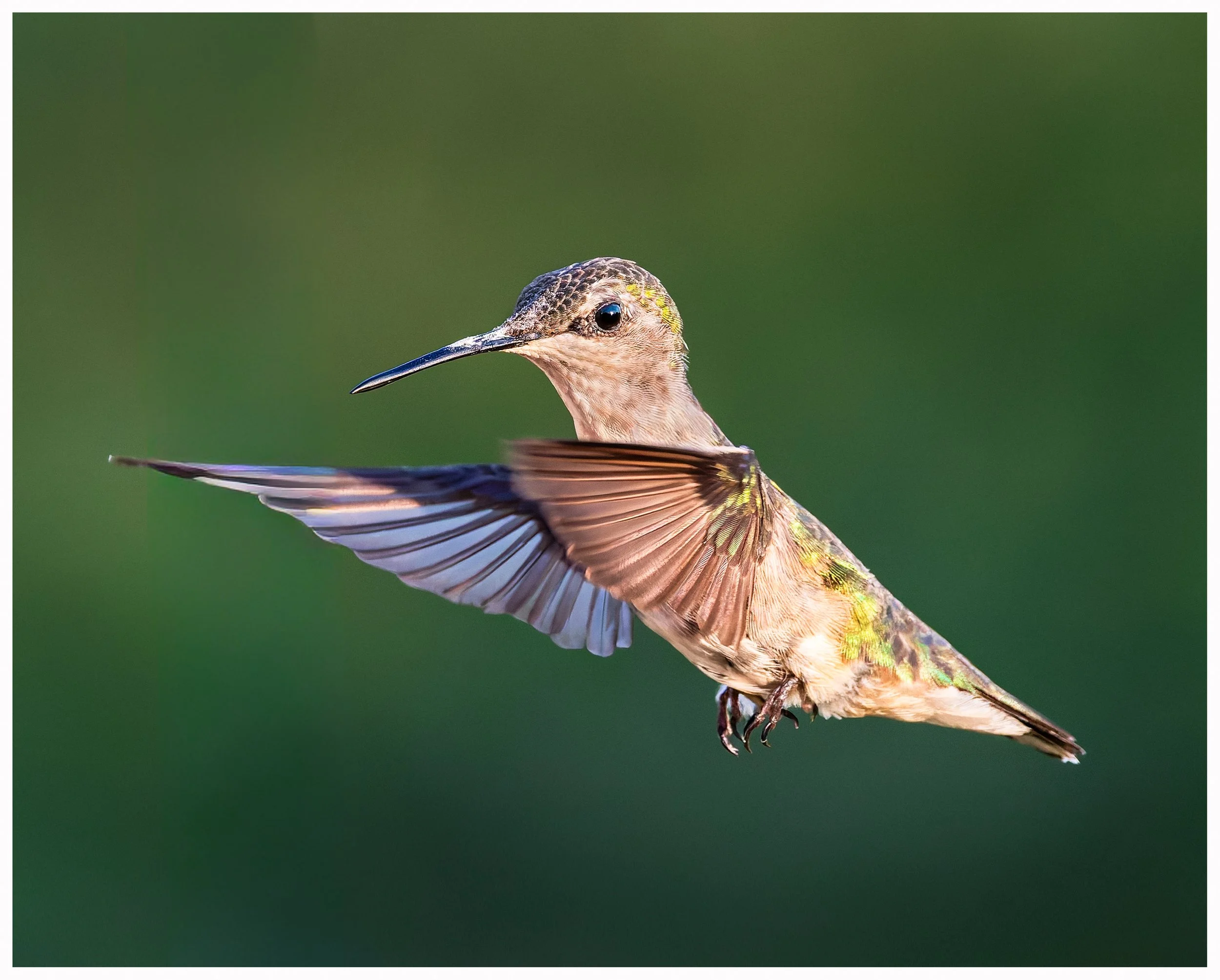 Humingbird 6.jpg