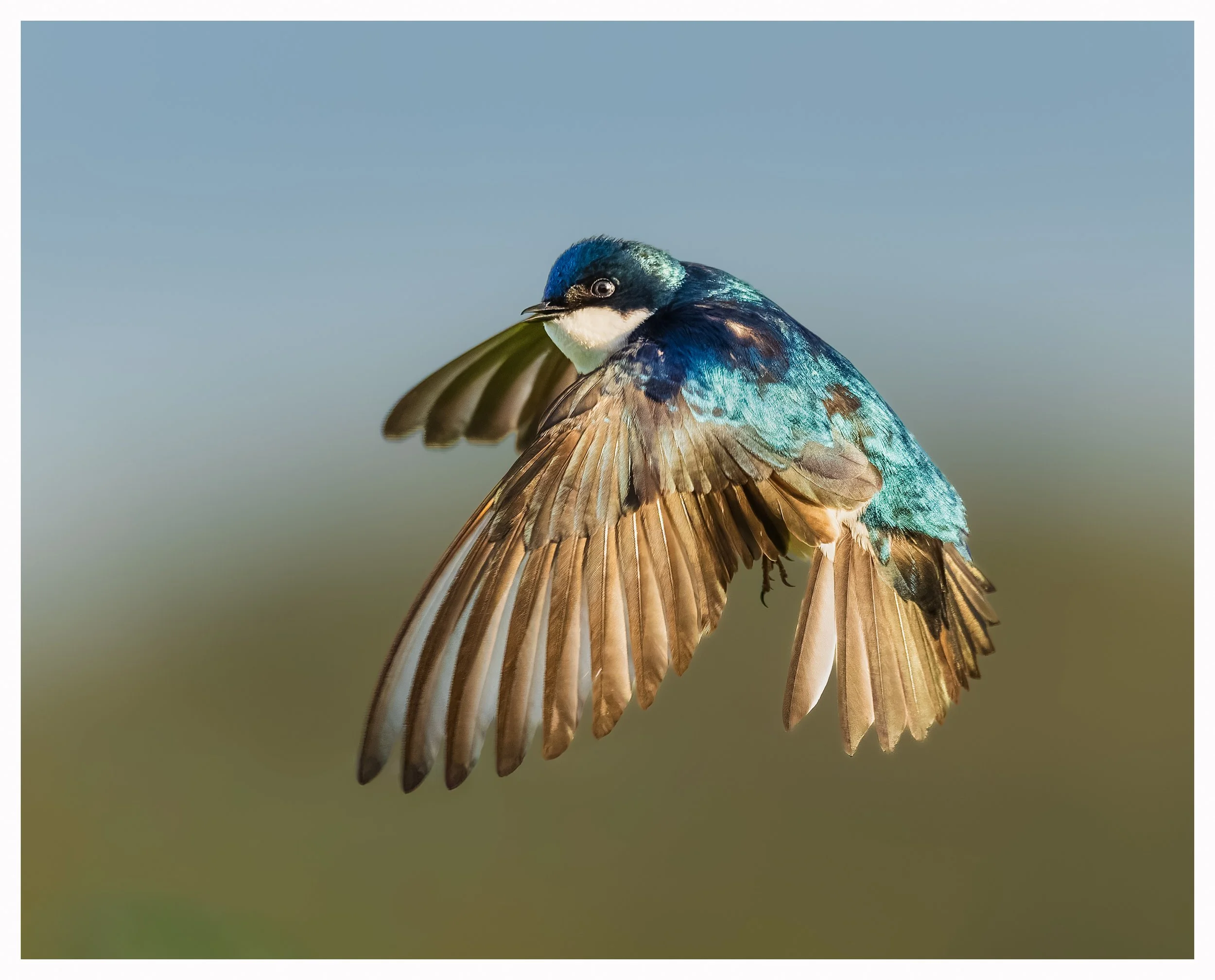 Swallow36.jpg
