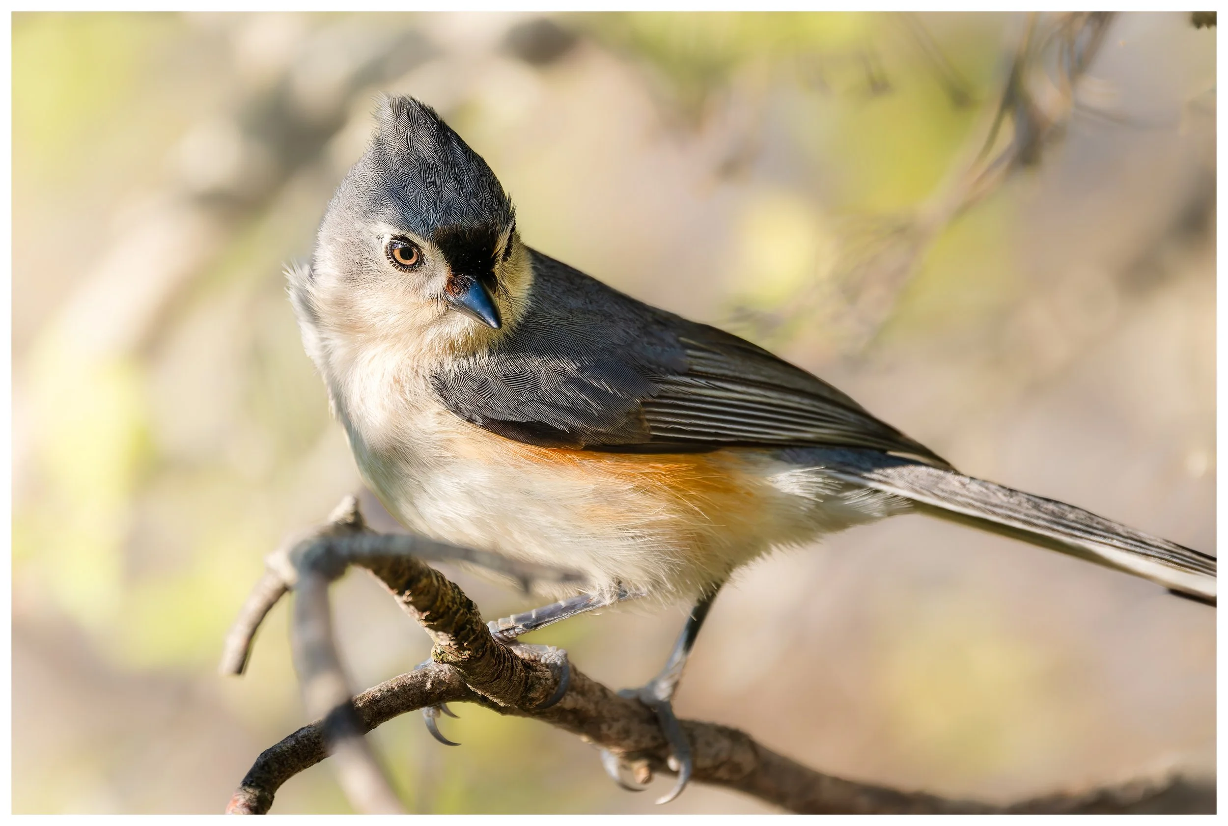 Bird17a.jpg