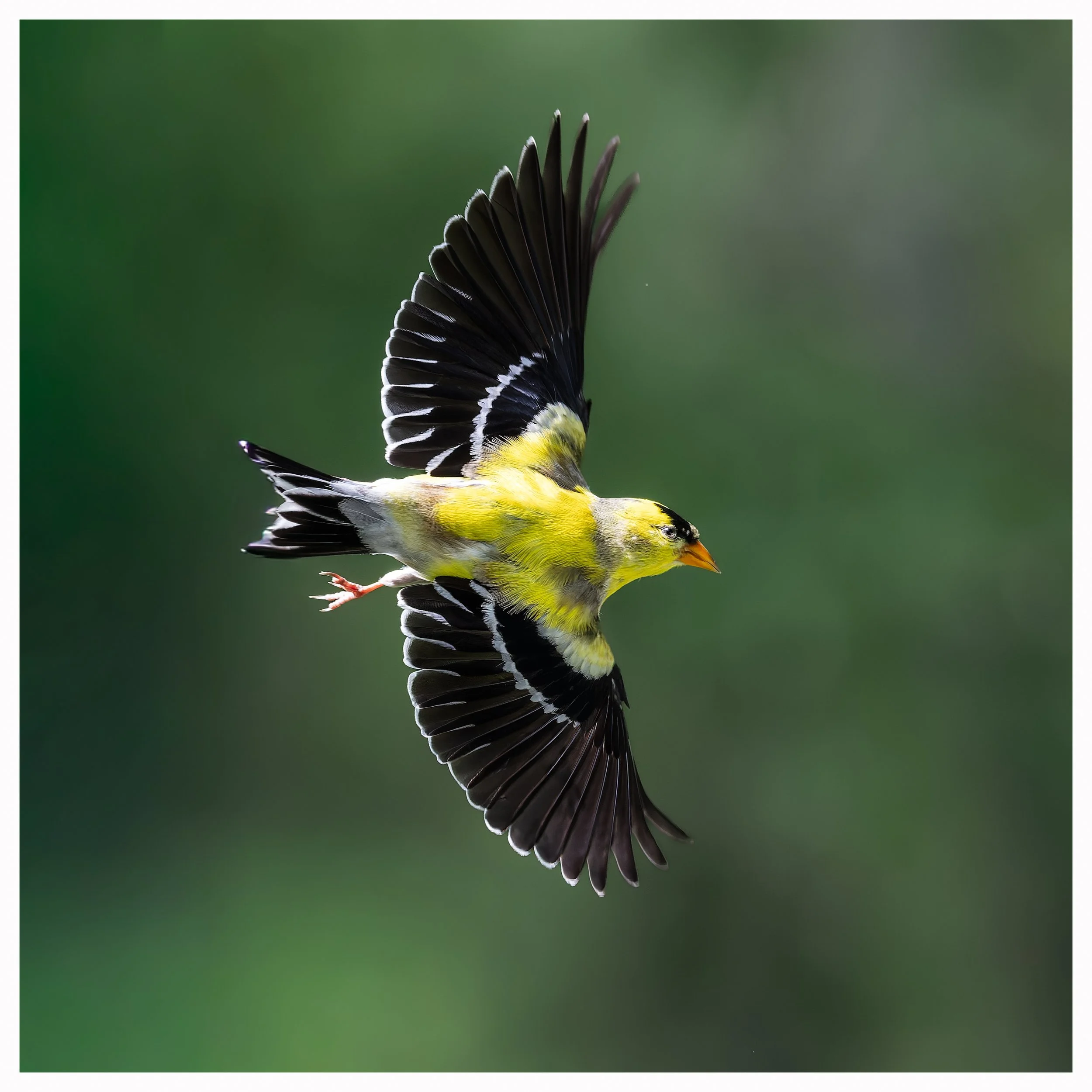 Yellow bird3.jpg