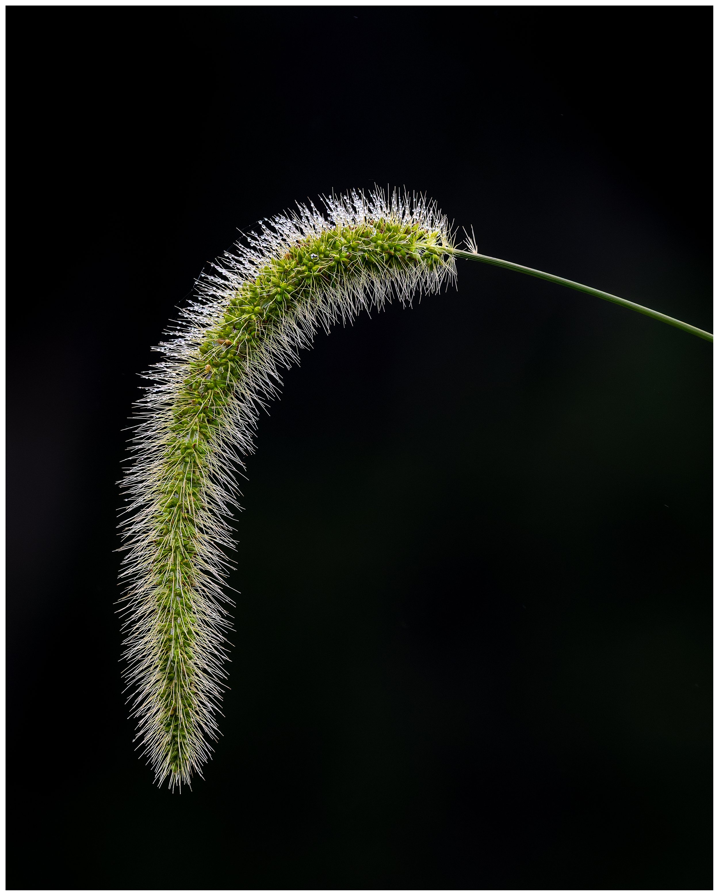 Flower 2.jpg