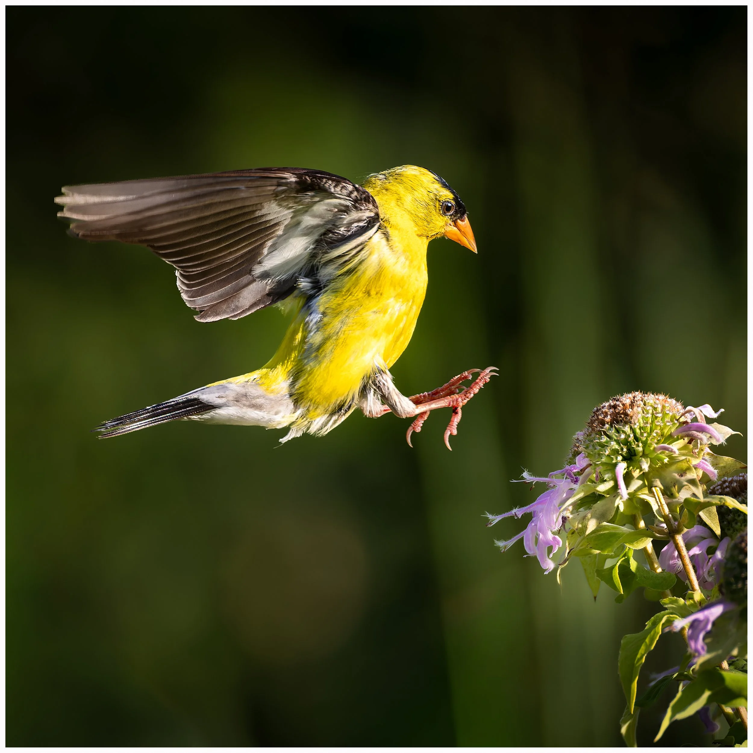 Yellow bird6.jpg