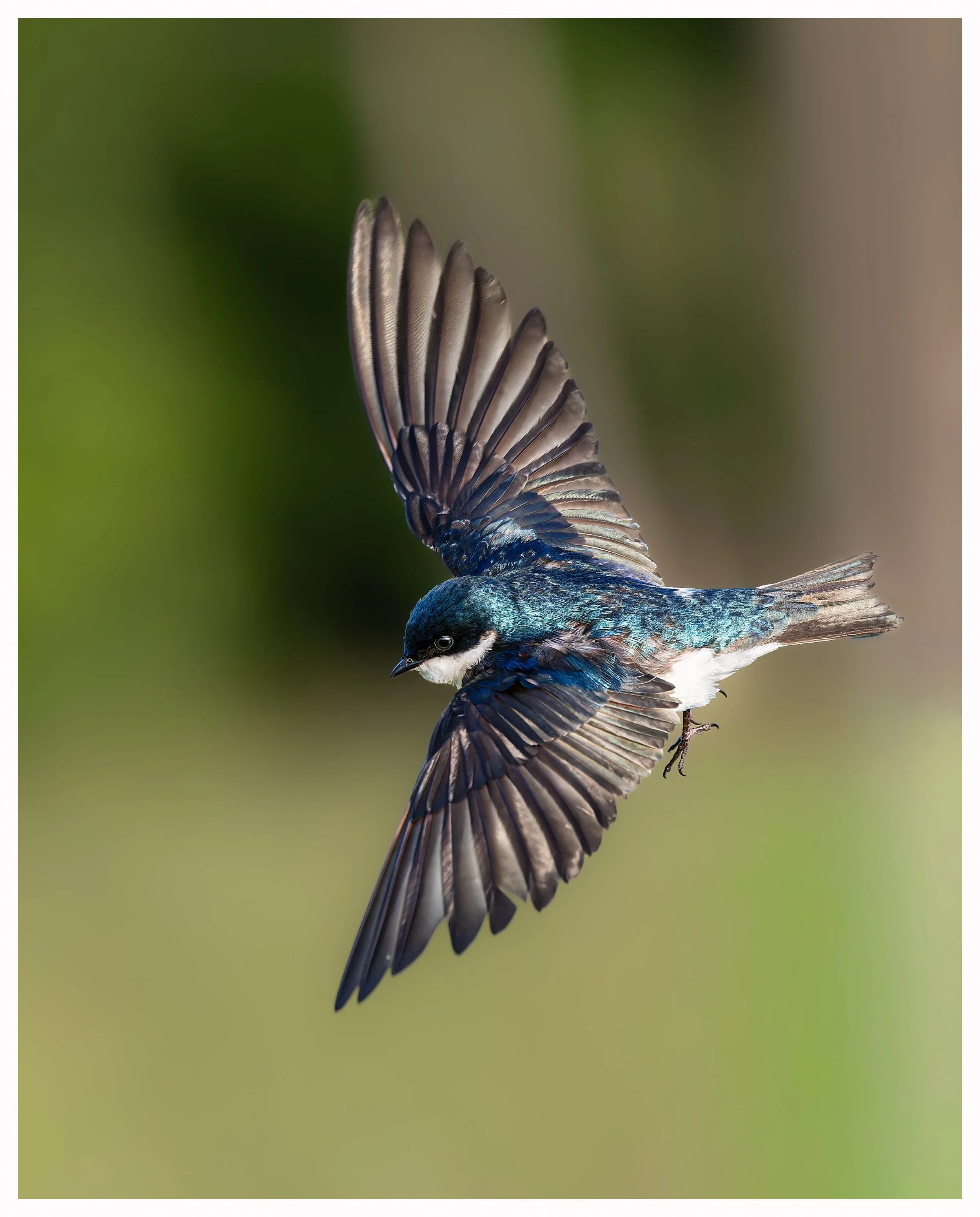 Swallow 49.jpg