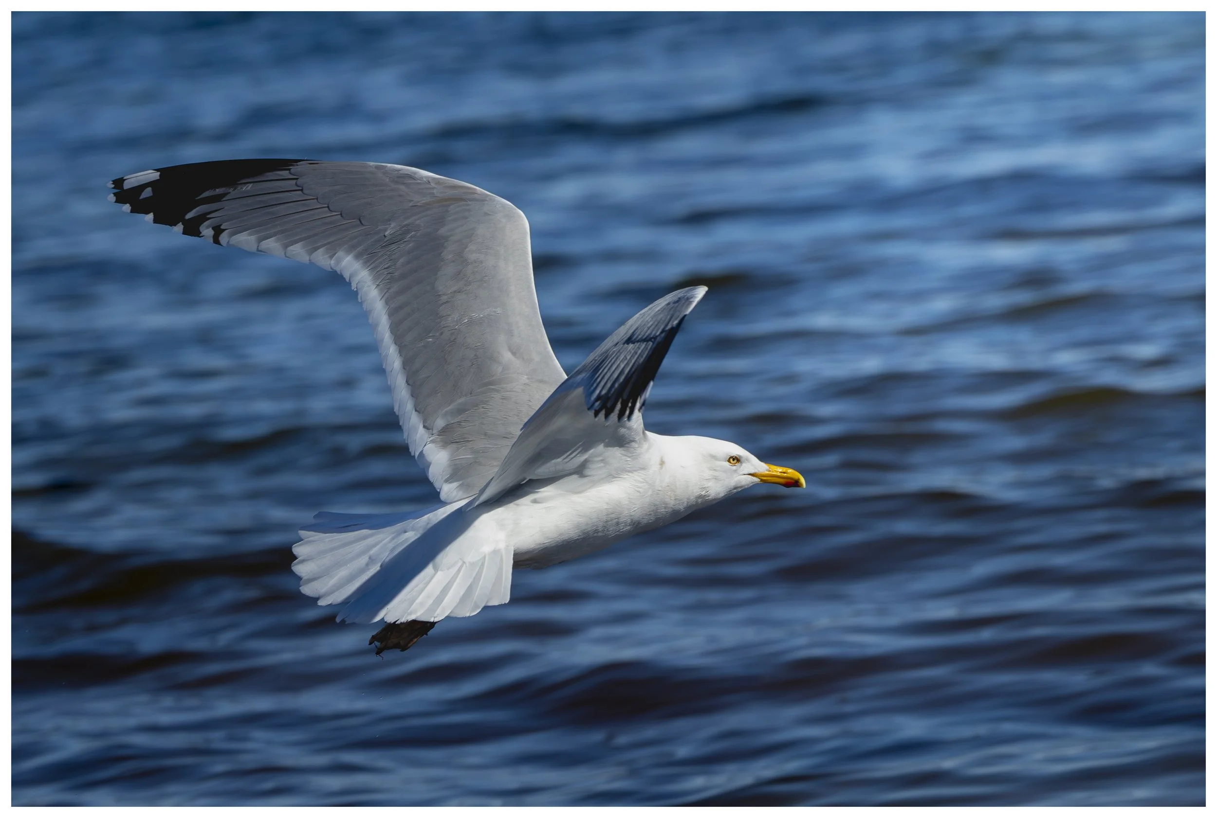 Seagul 0012-0314.jpg