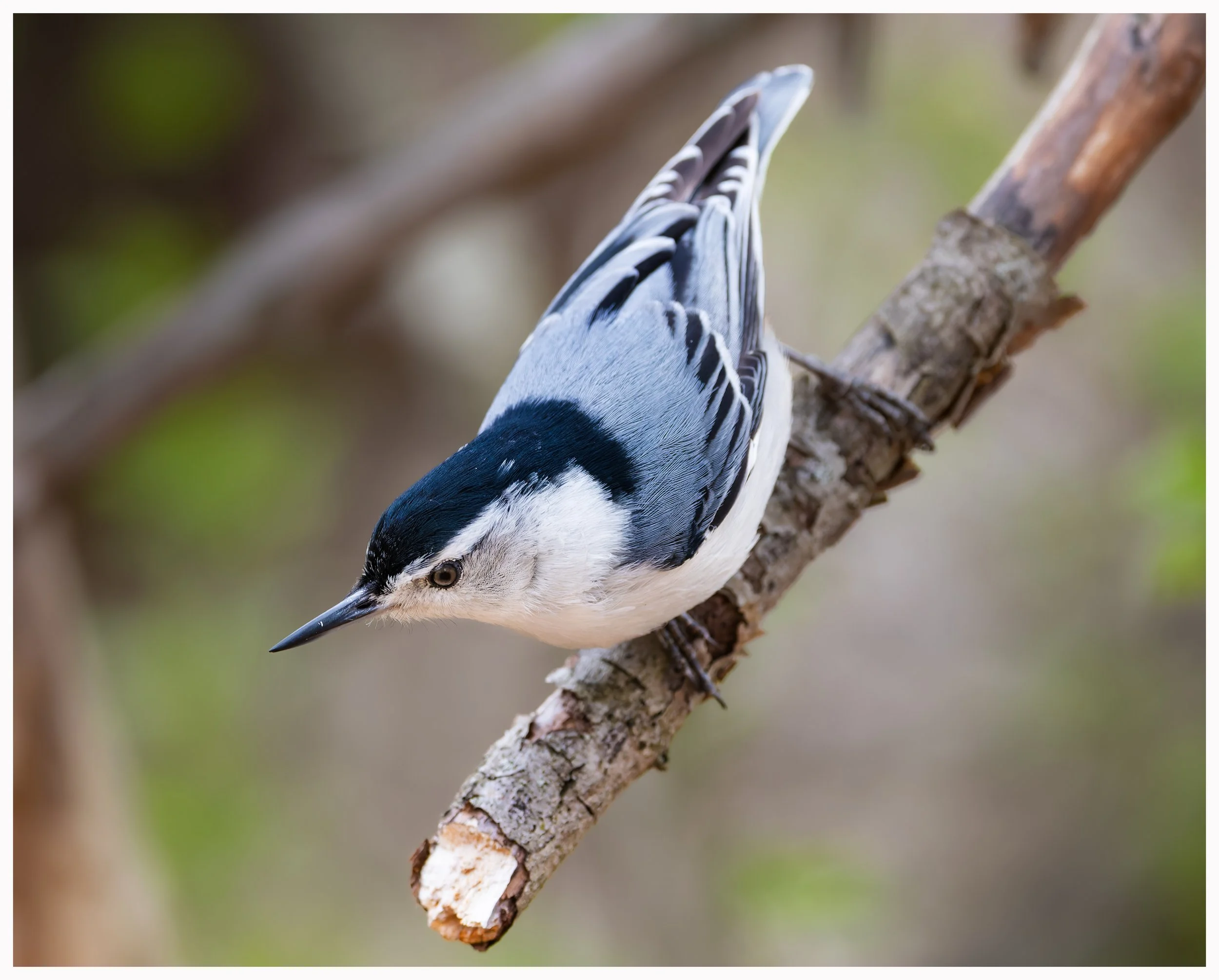 Bird24.jpg