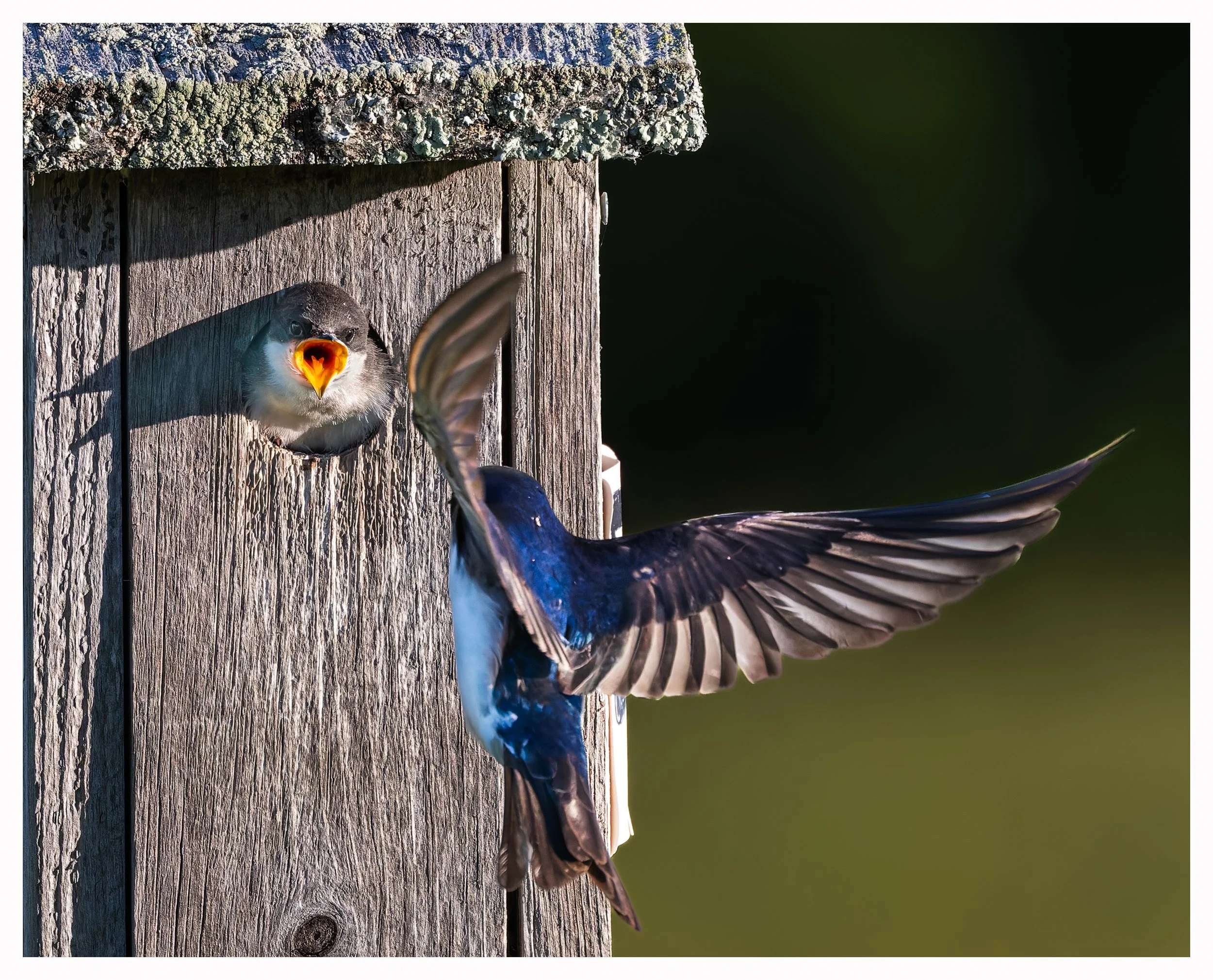 Swallow 50.jpg