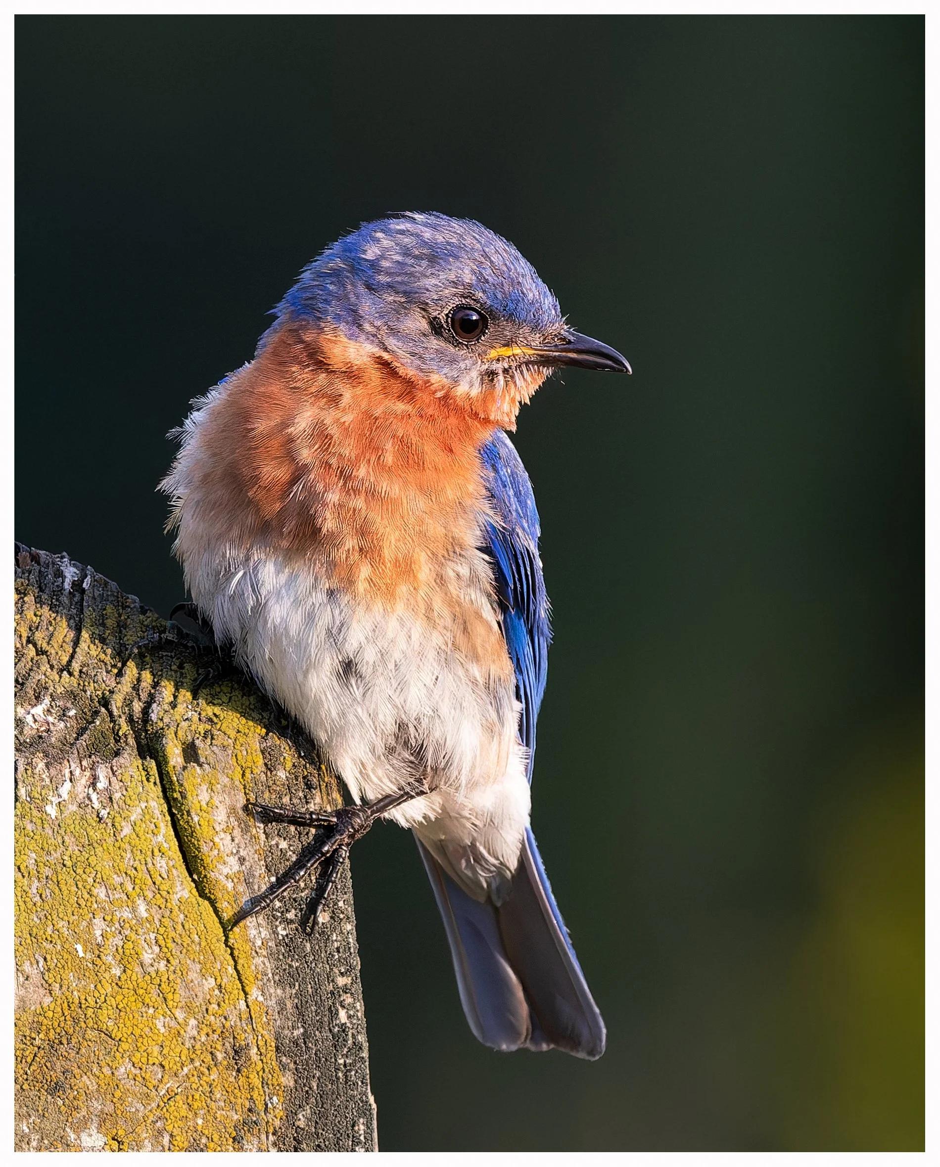 Blue bird7.jpg