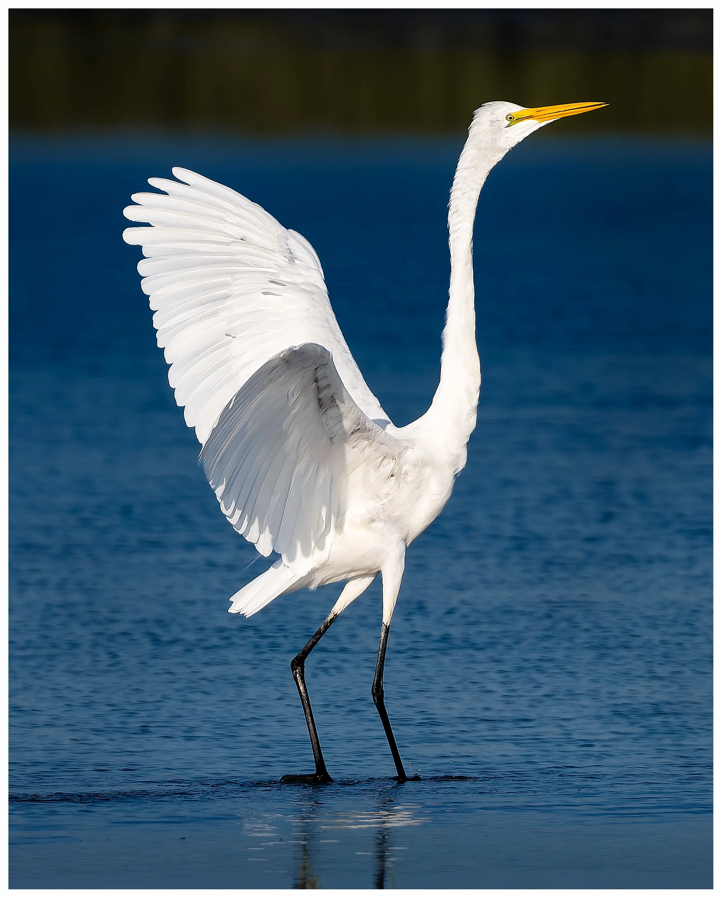 Egret 9.jpg