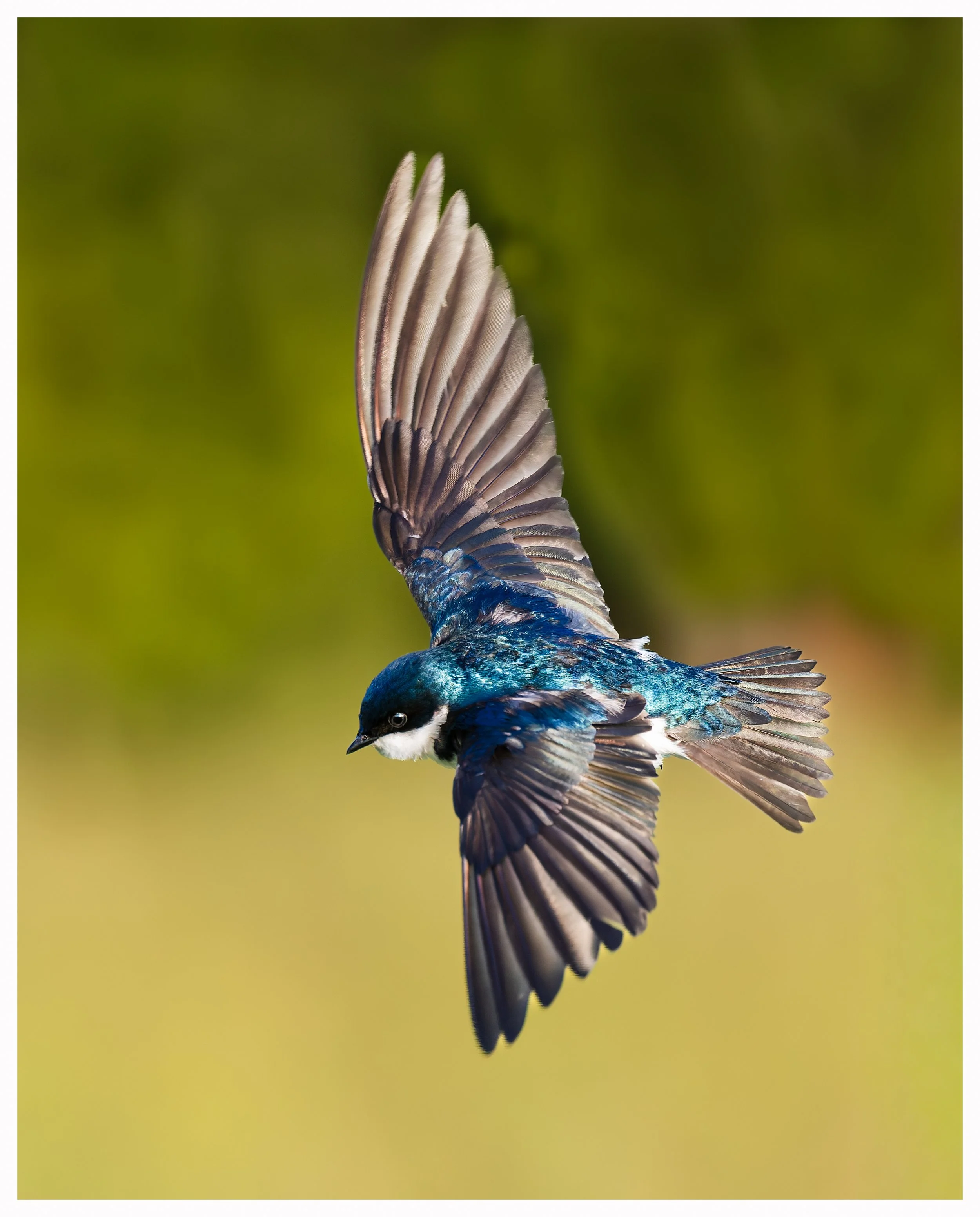Swallow49.jpg
