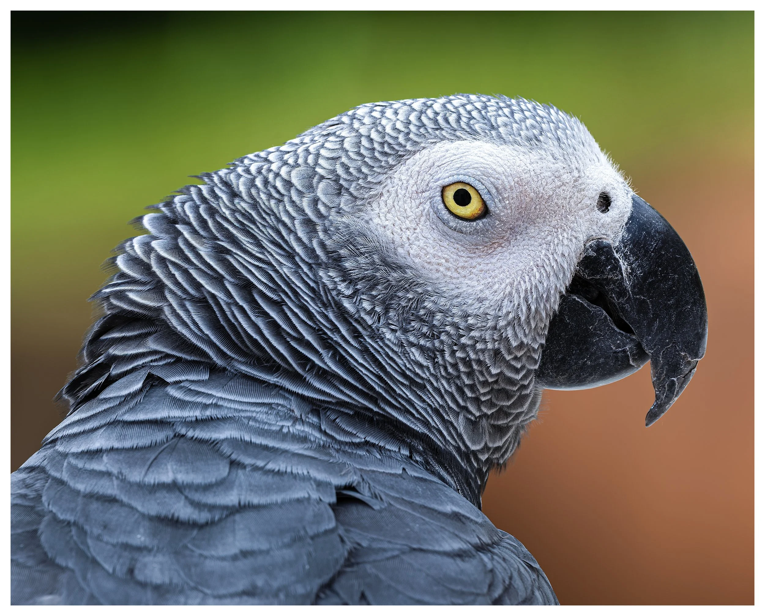 Parrot 5.jpg