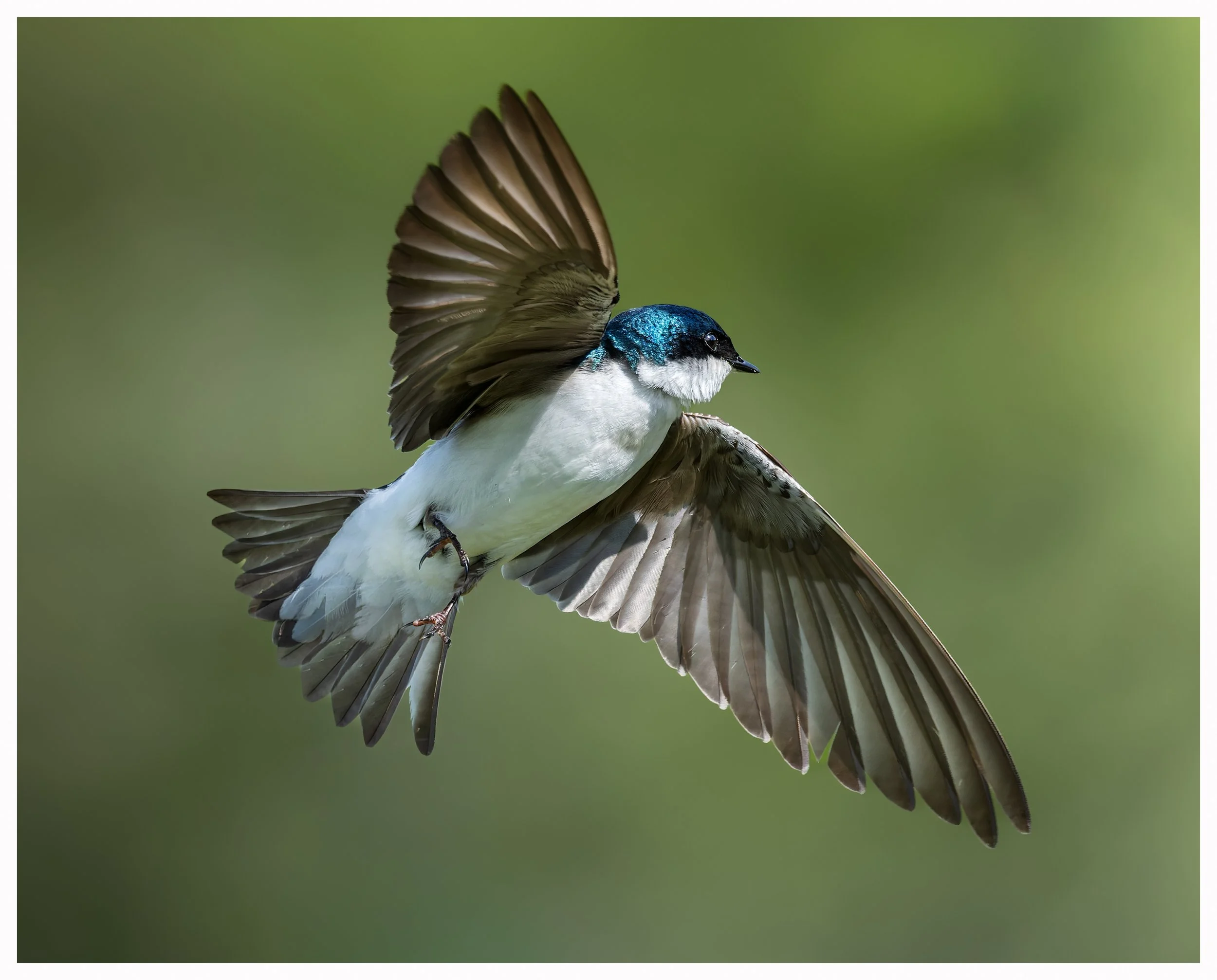 Swallow 6.jpg