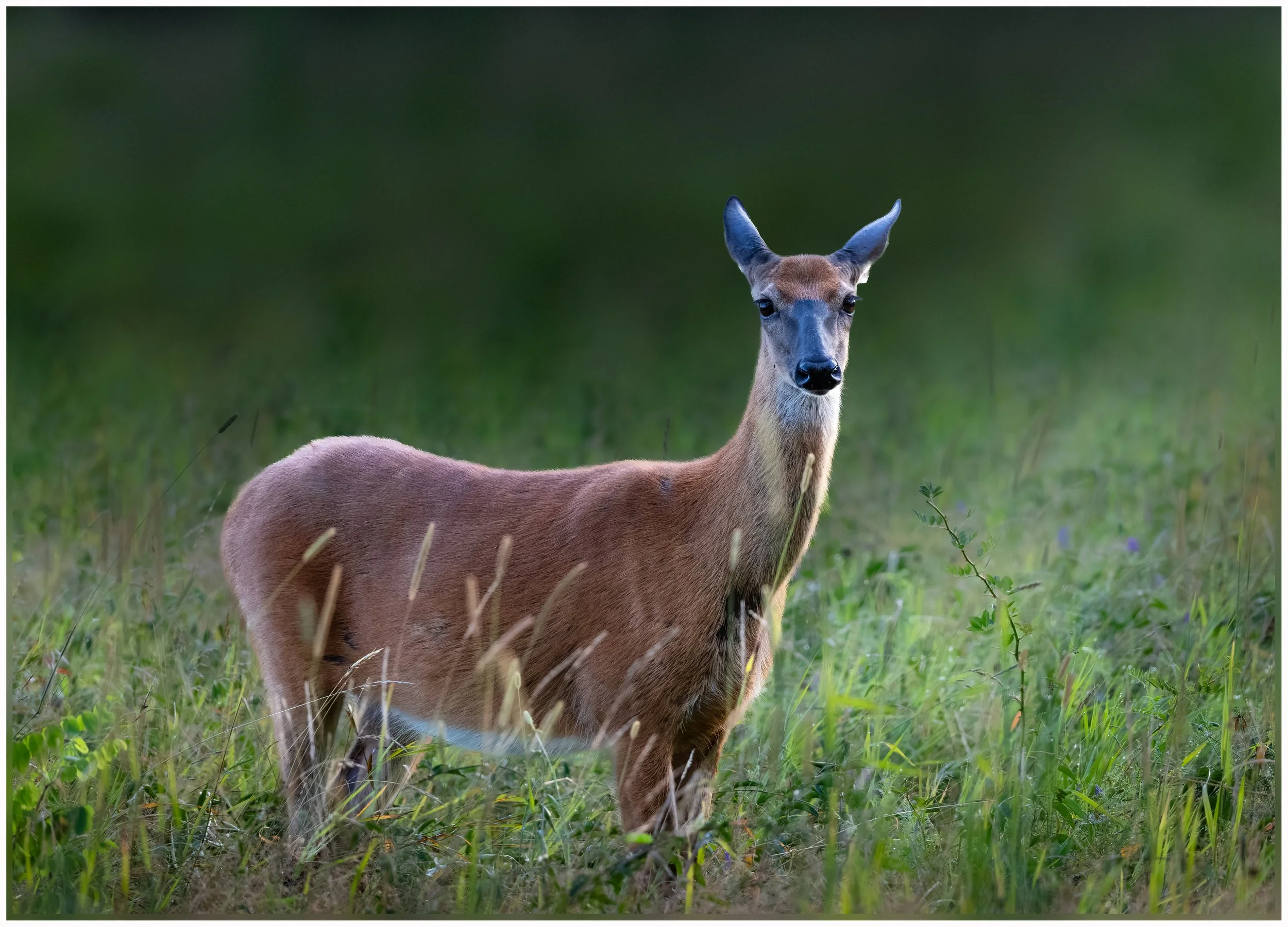 Deer3.jpg