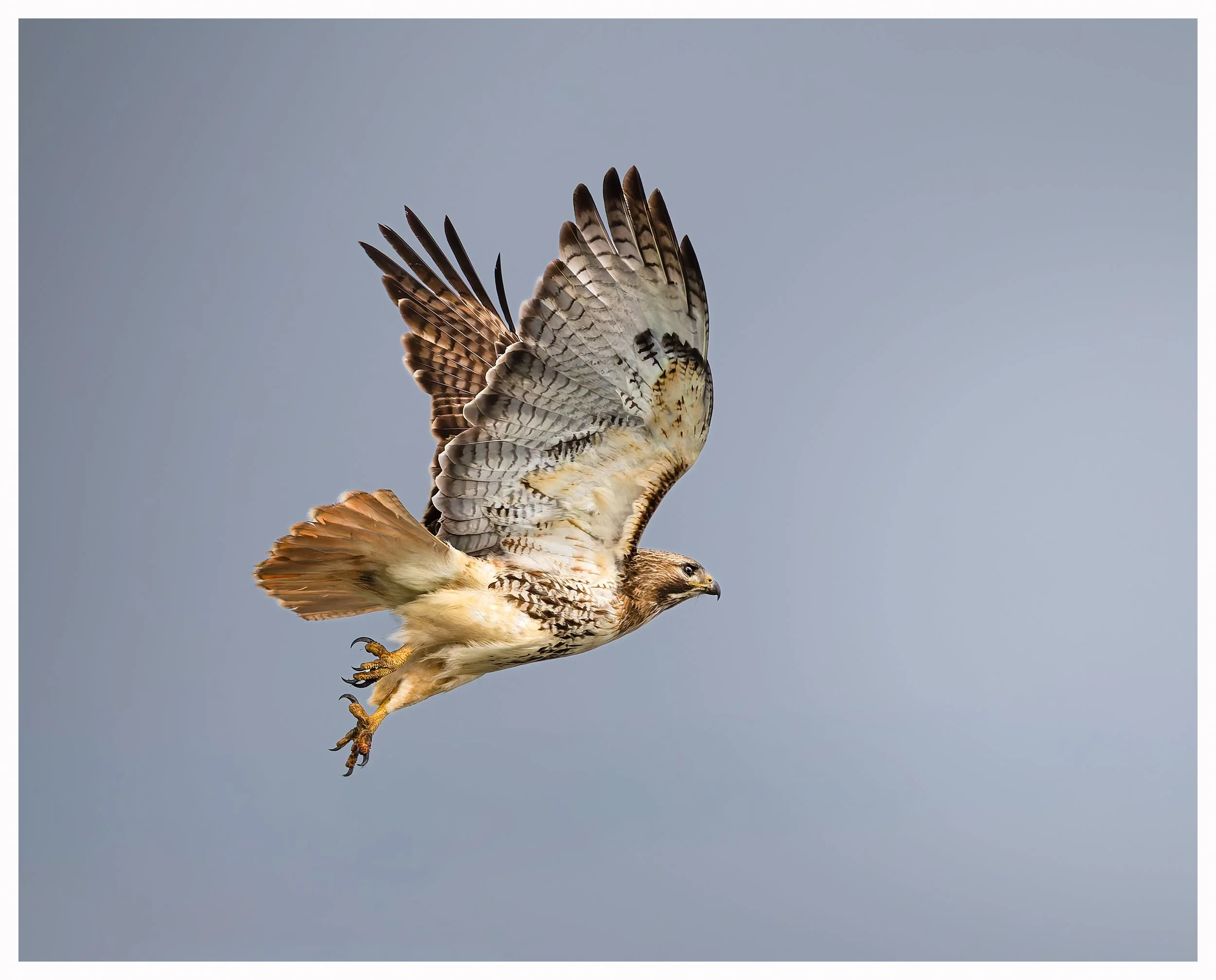 Hawk 28.jpg