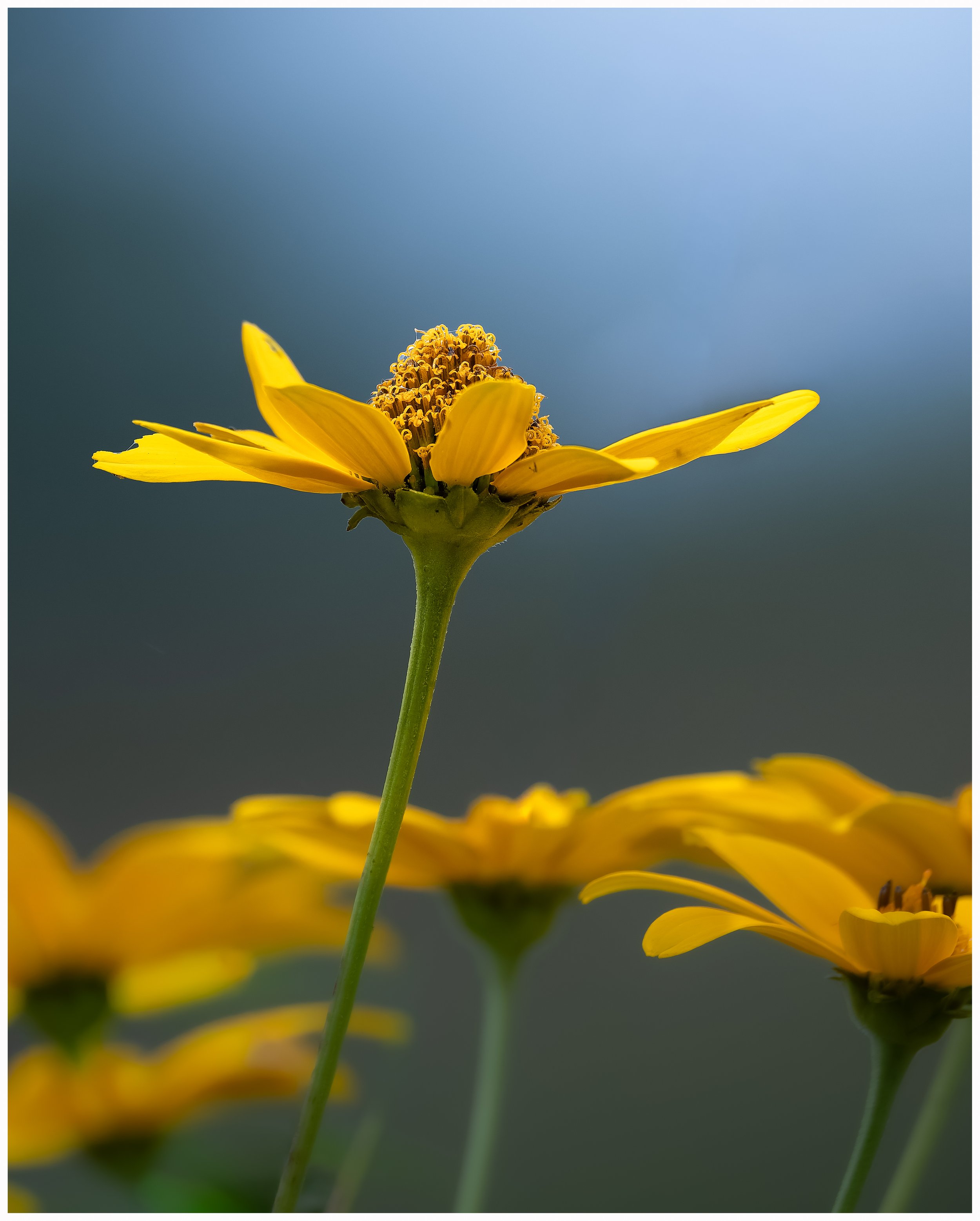 Yellow flower8.jpg