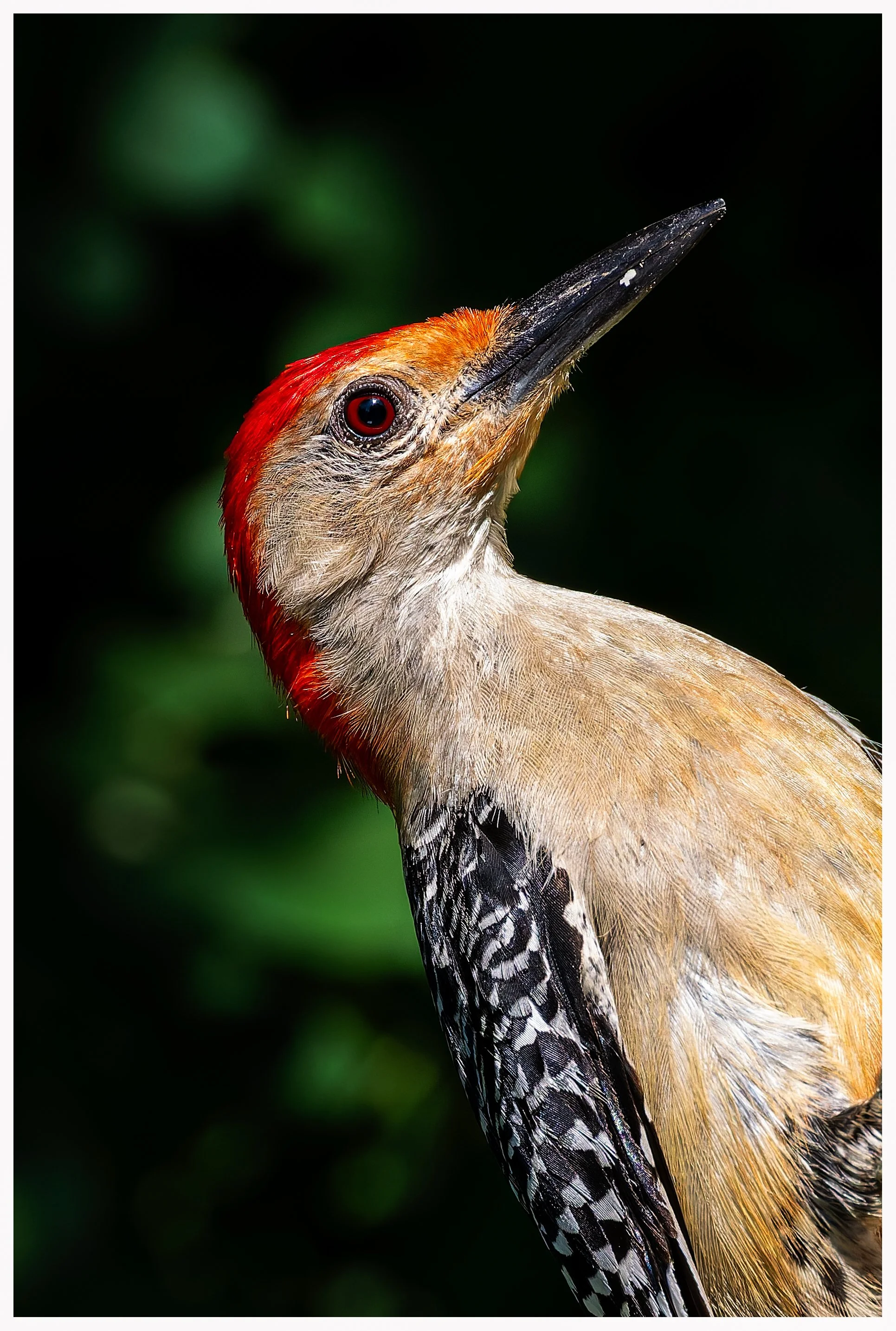Woodpecker.jpg