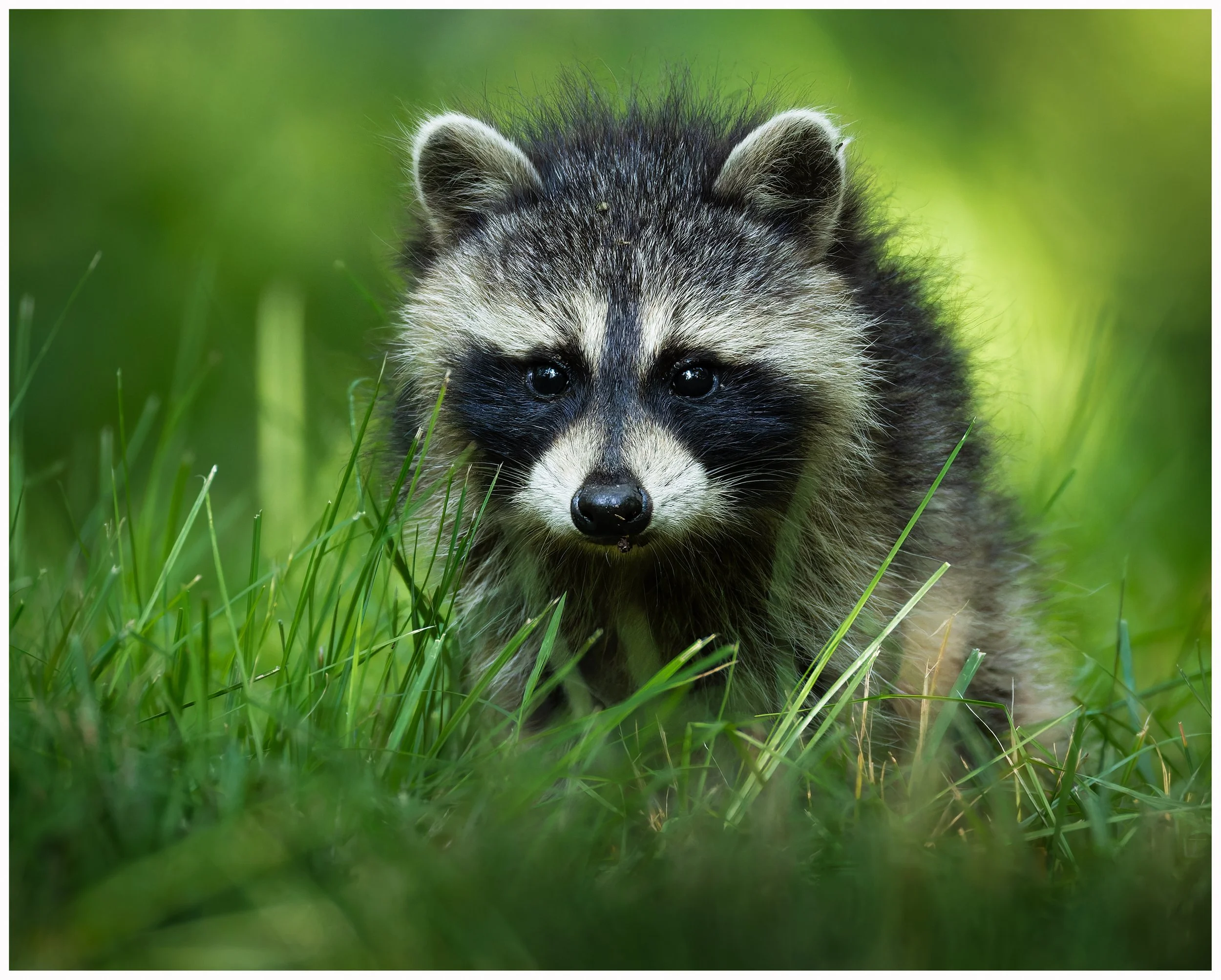 Racoon.jpg