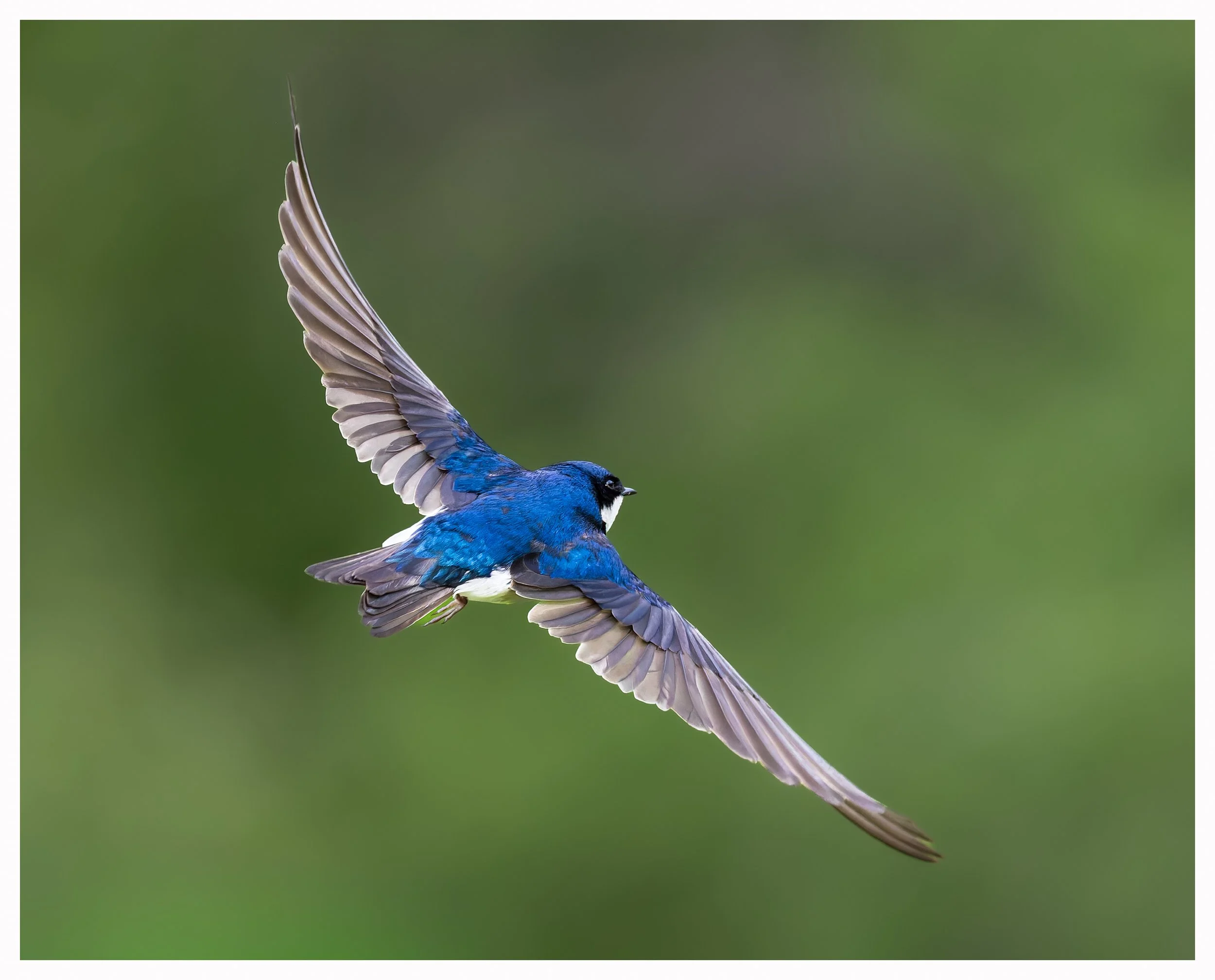 Swallow40.jpg