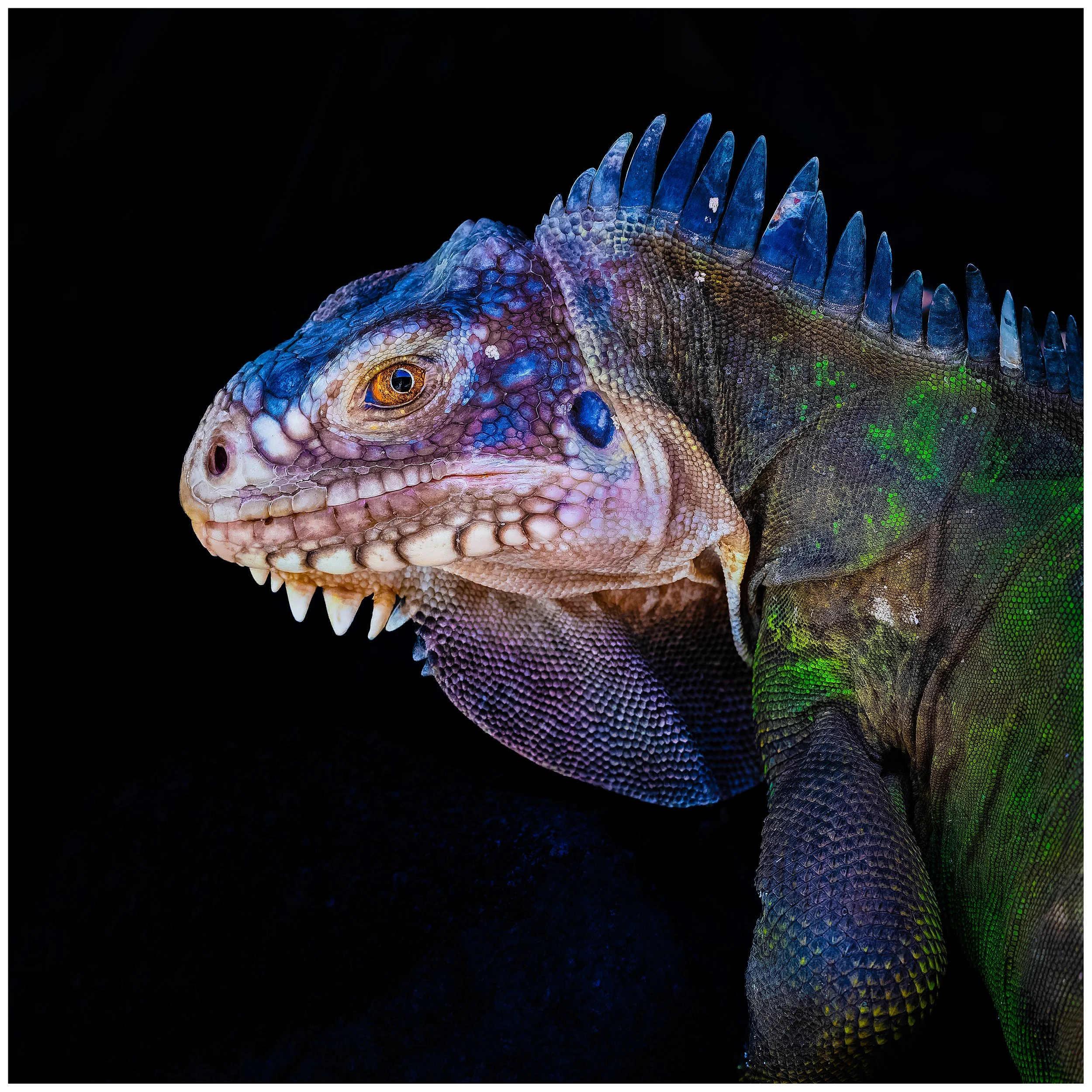 Lizard5.jpg