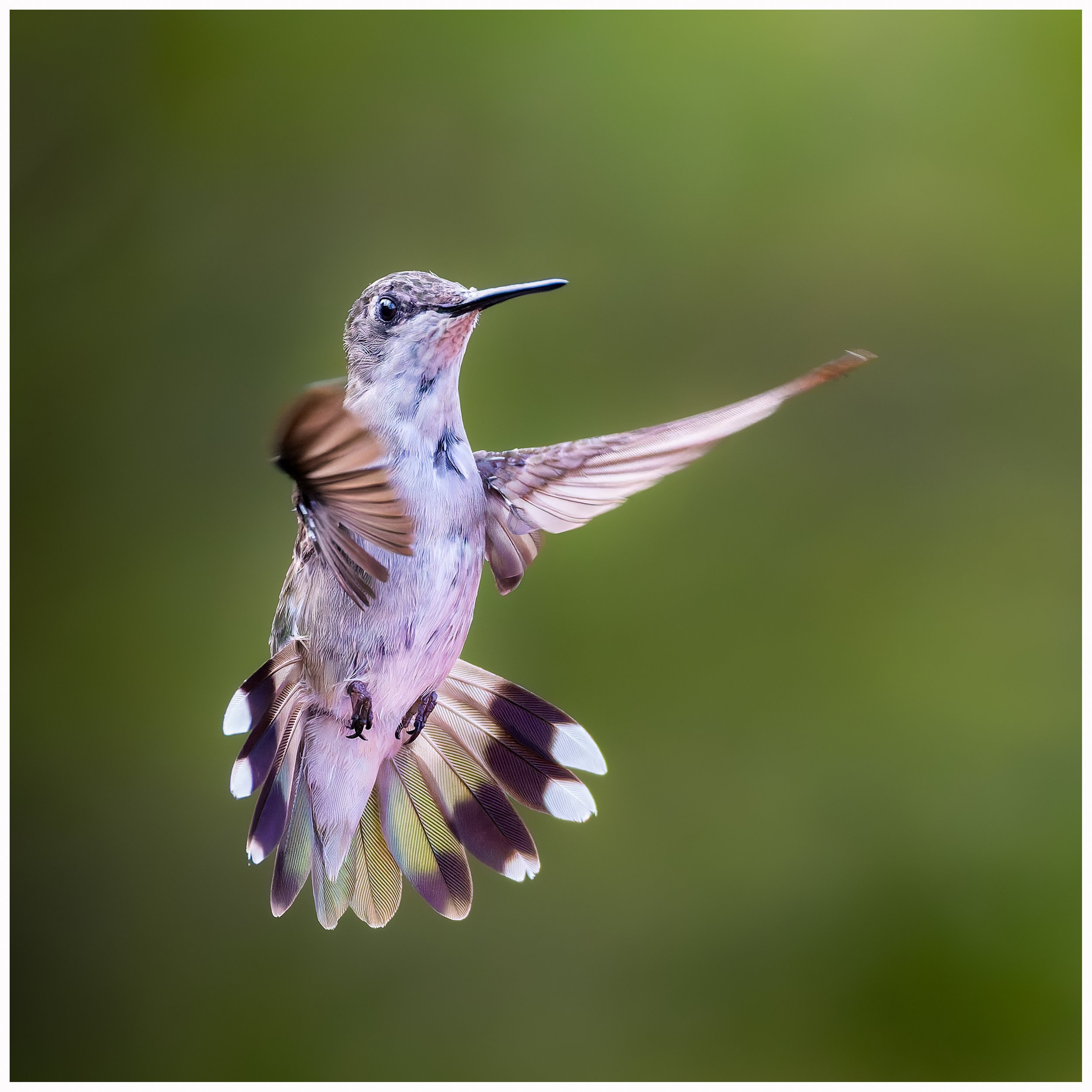 Hummingbird36.jpg