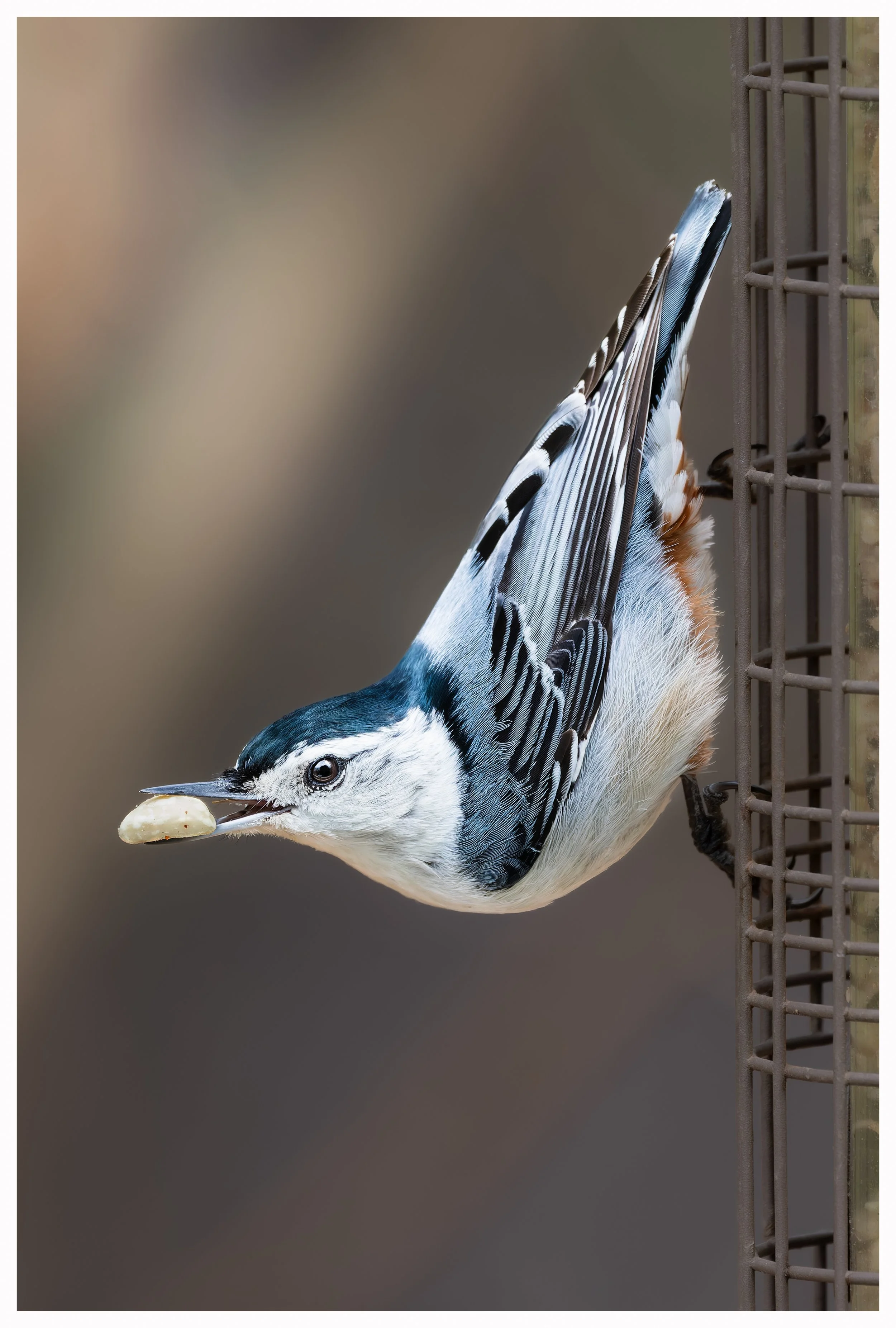 Bird34.jpg
