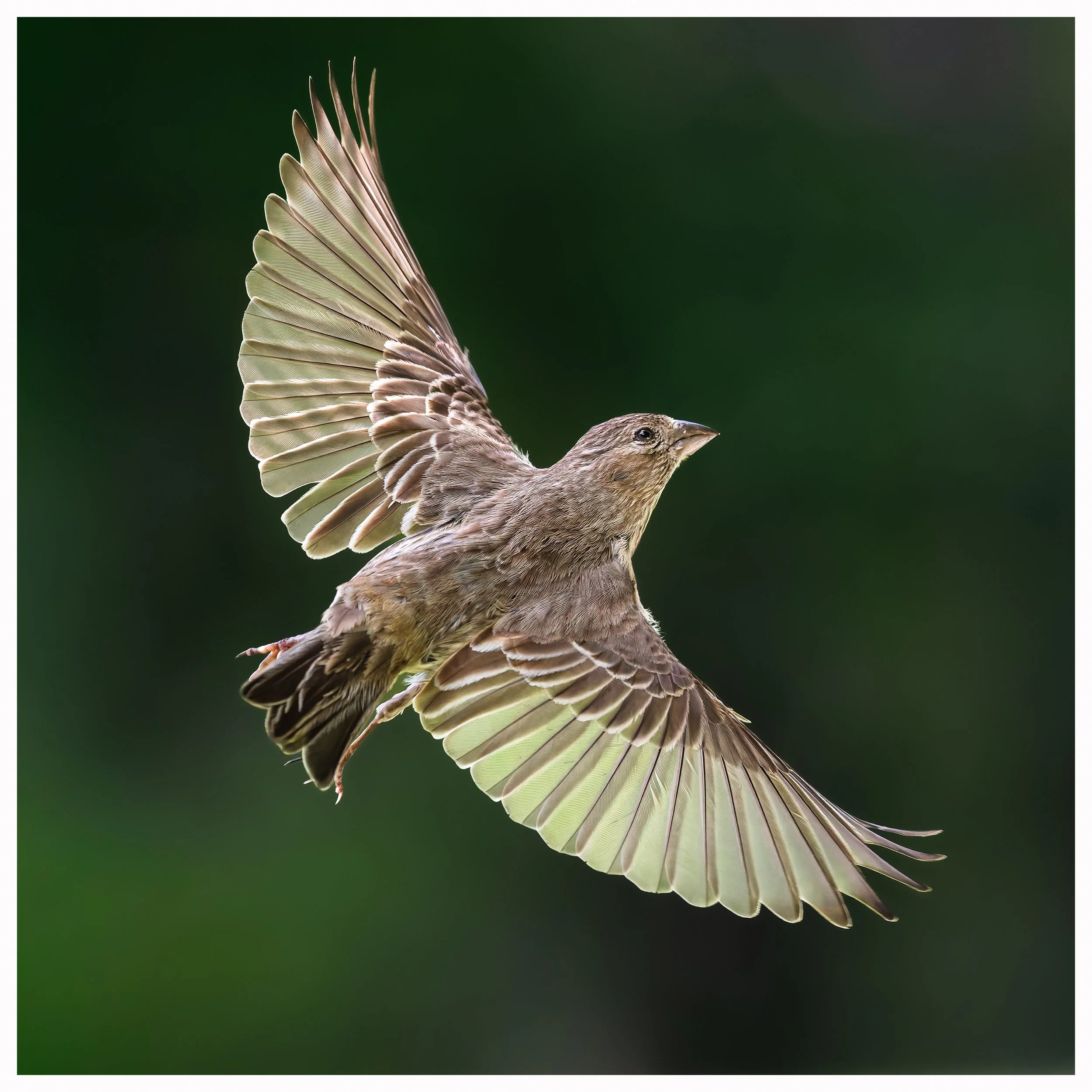 Brown bird1.jpg