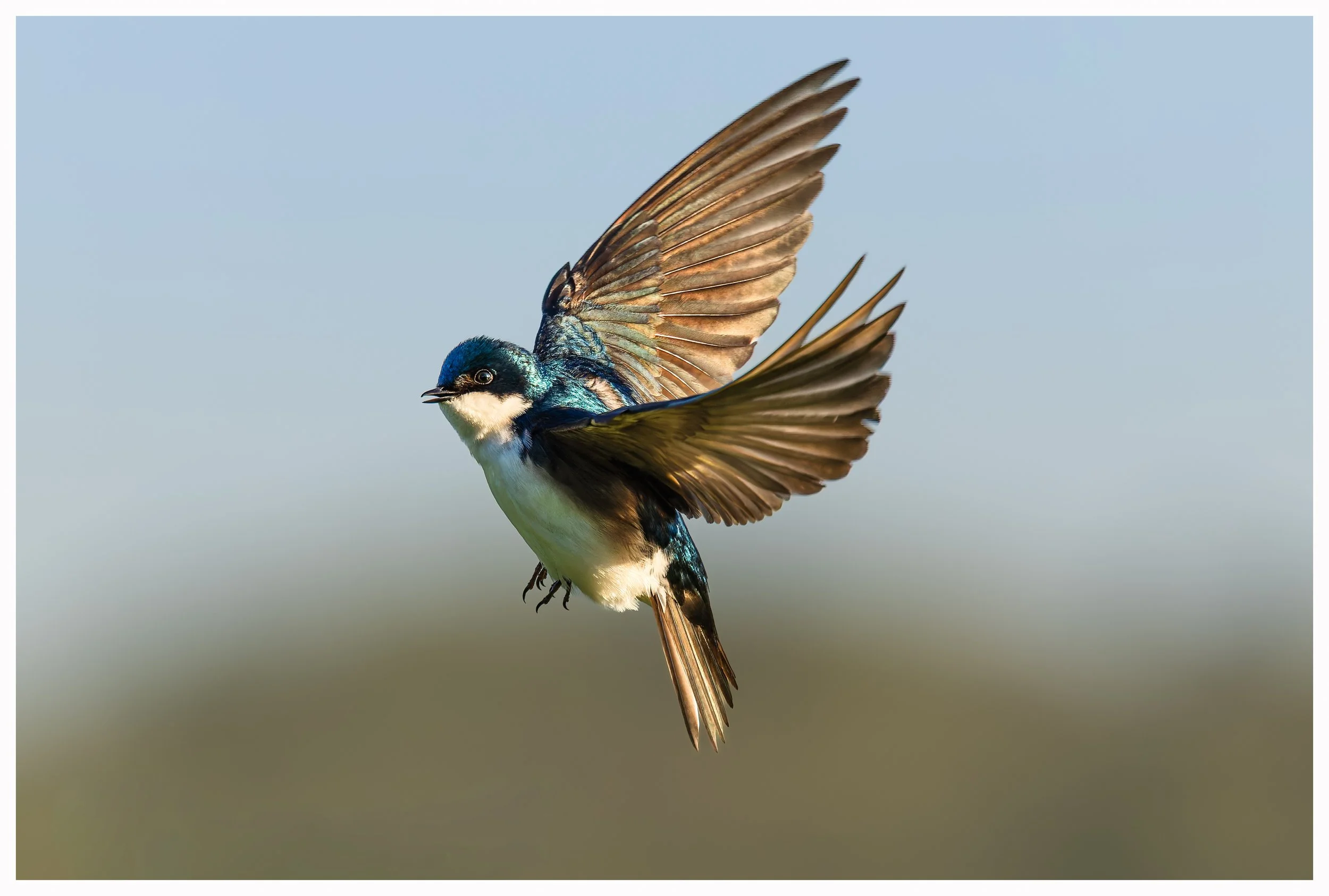 Swallow27.jpg