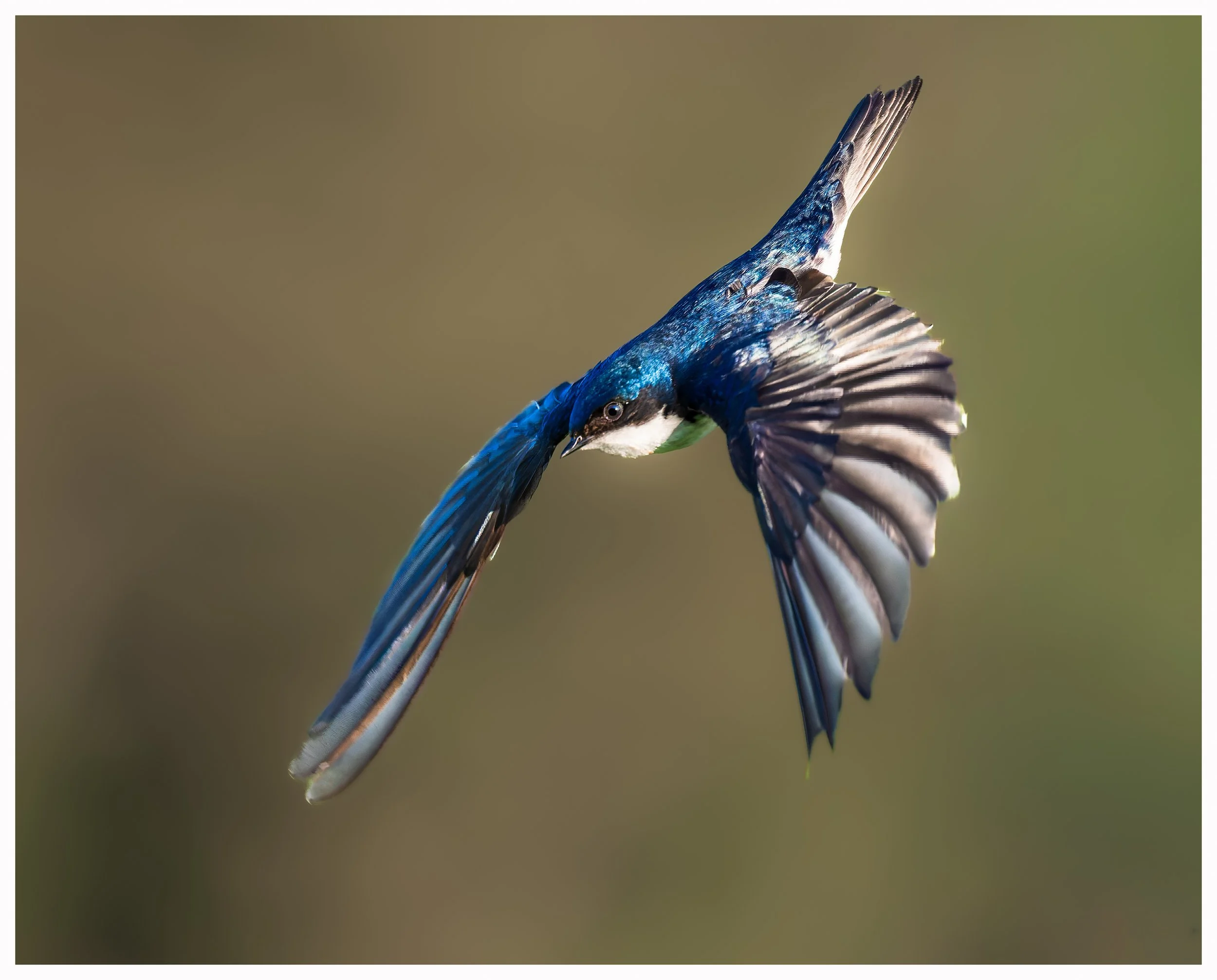 Swallow44.jpg