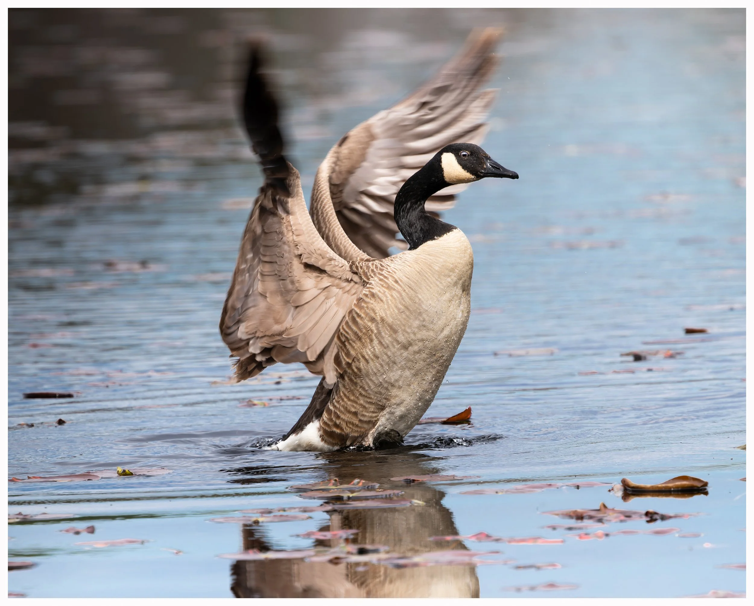 Duck.jpg