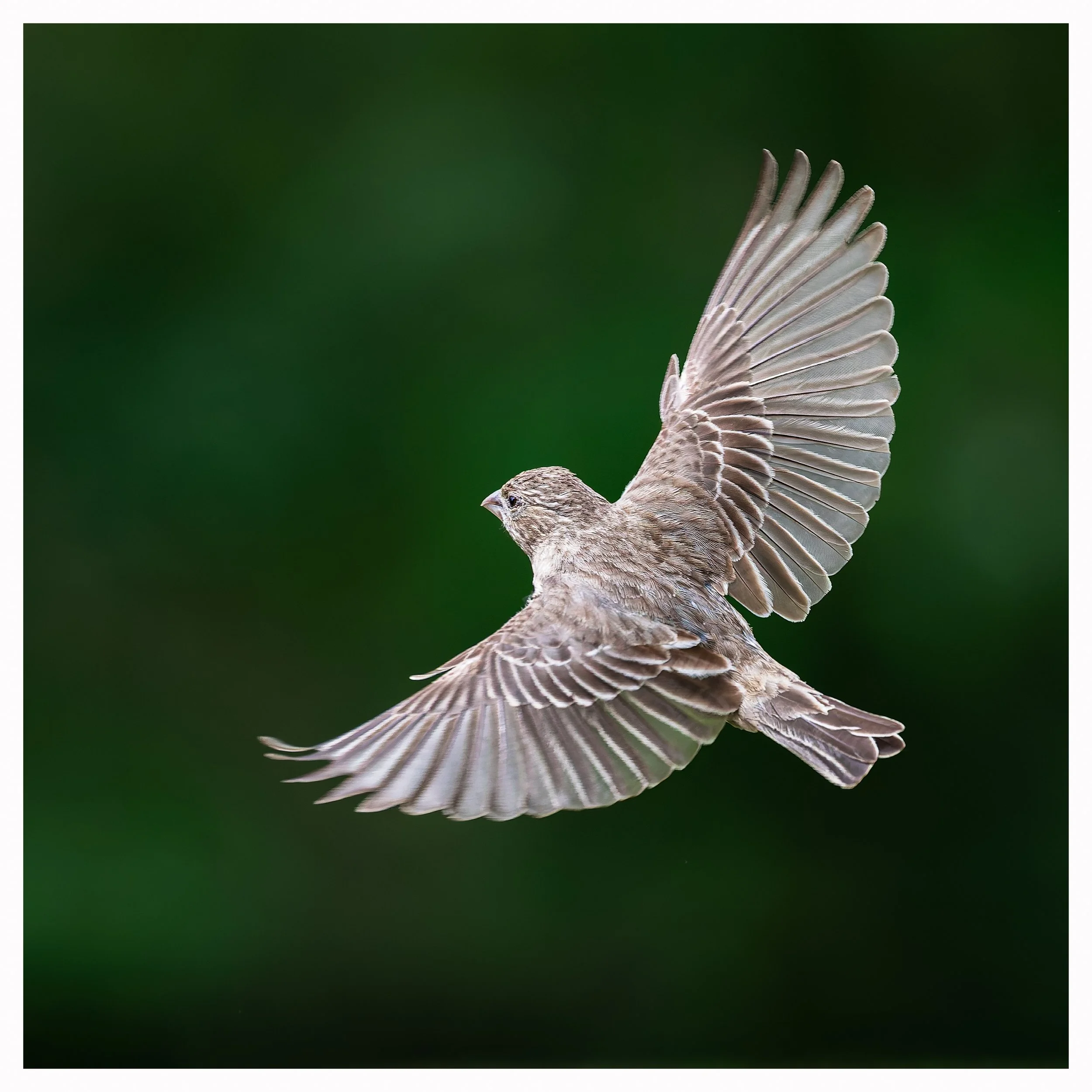 Bird brown3.jpg