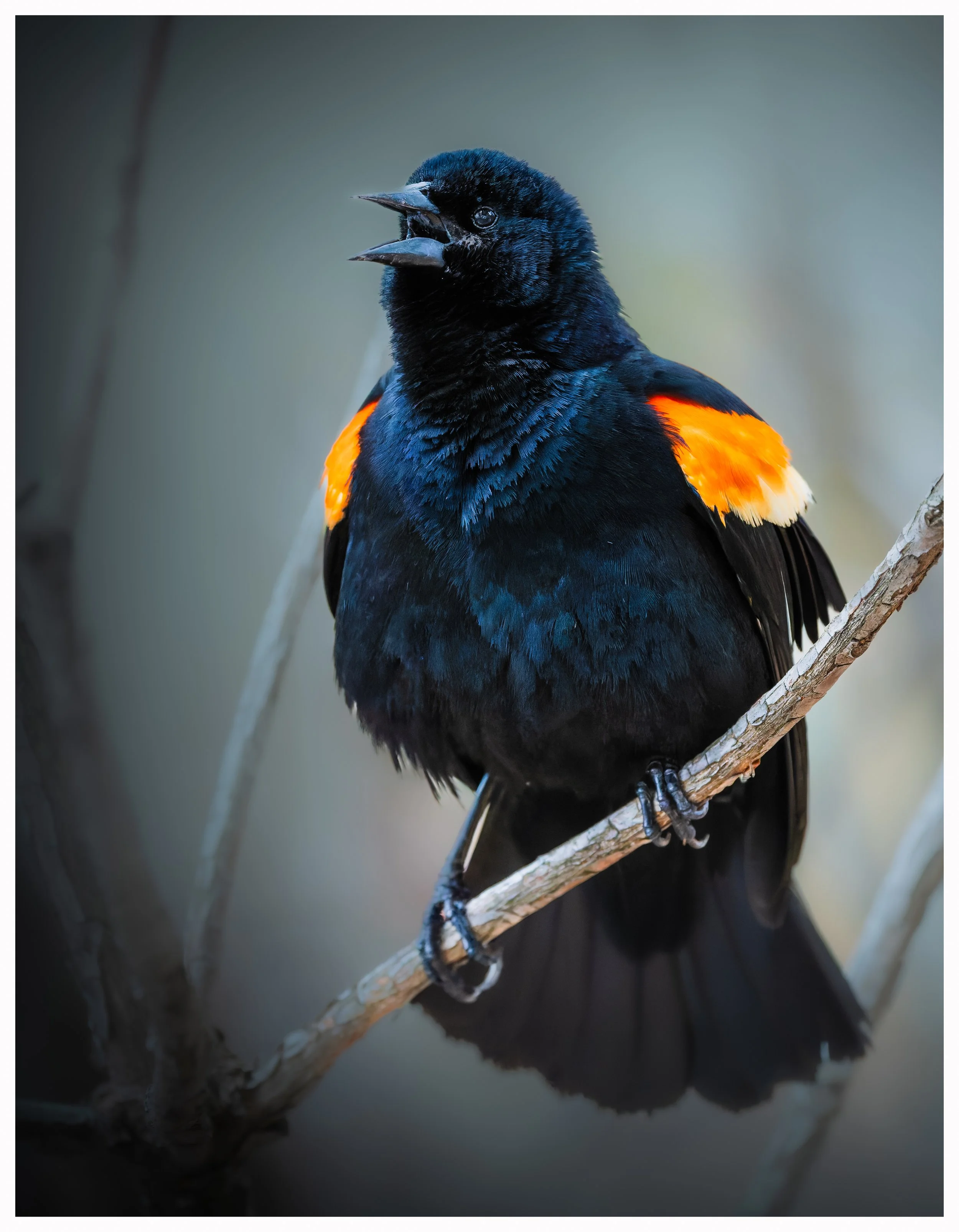 Blackbird4.jpg