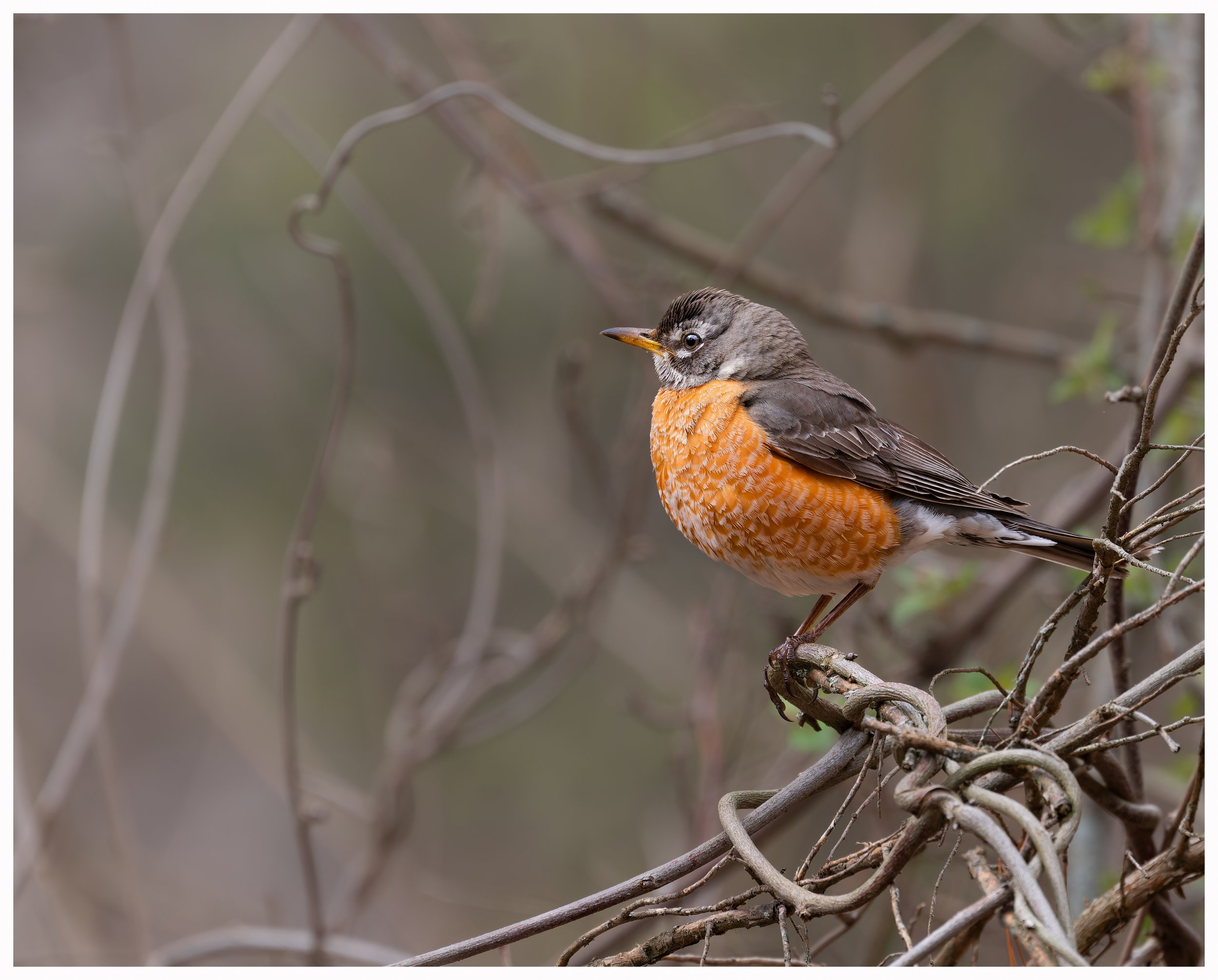 Bird26.jpg