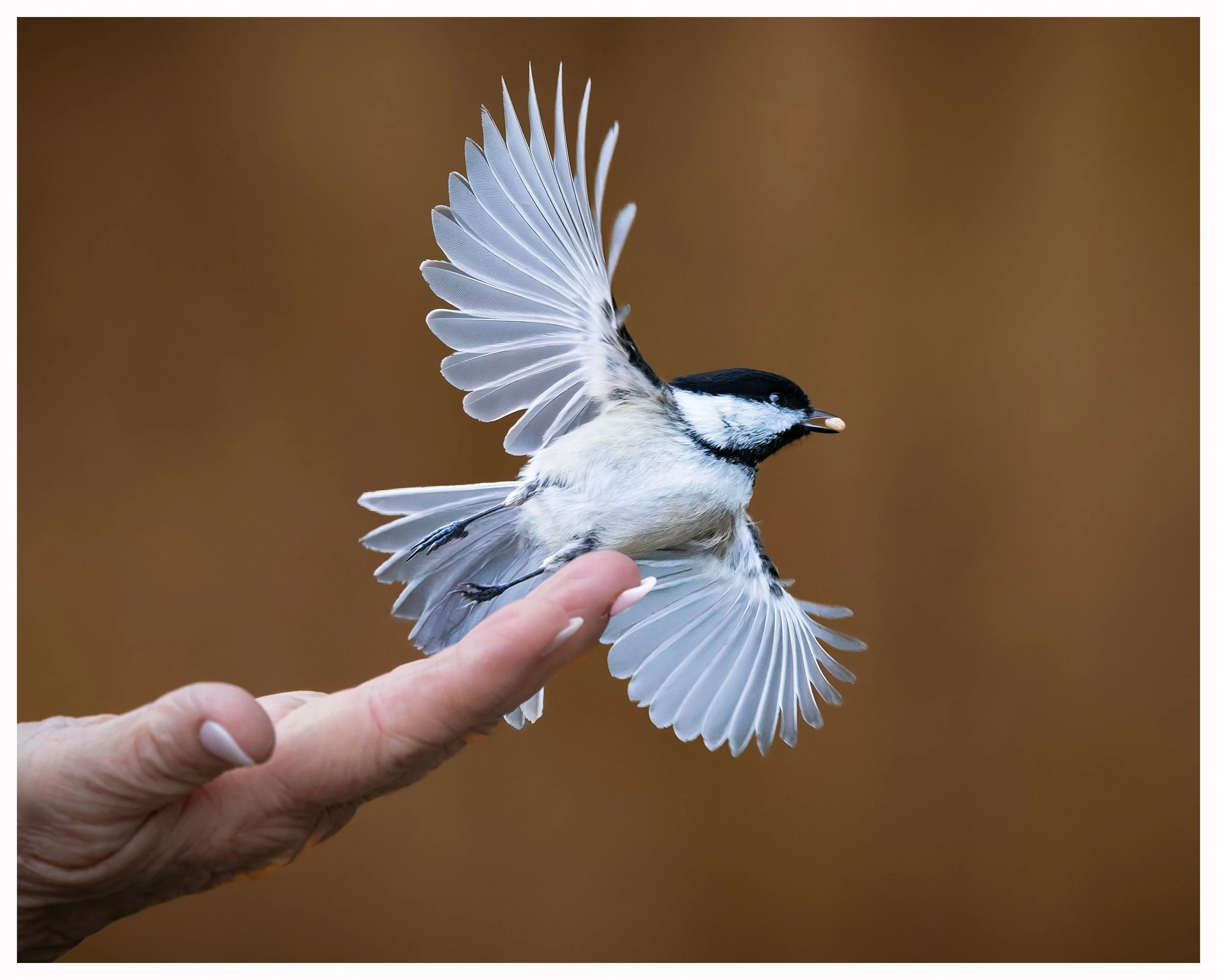 Birdfeeder1.jpg