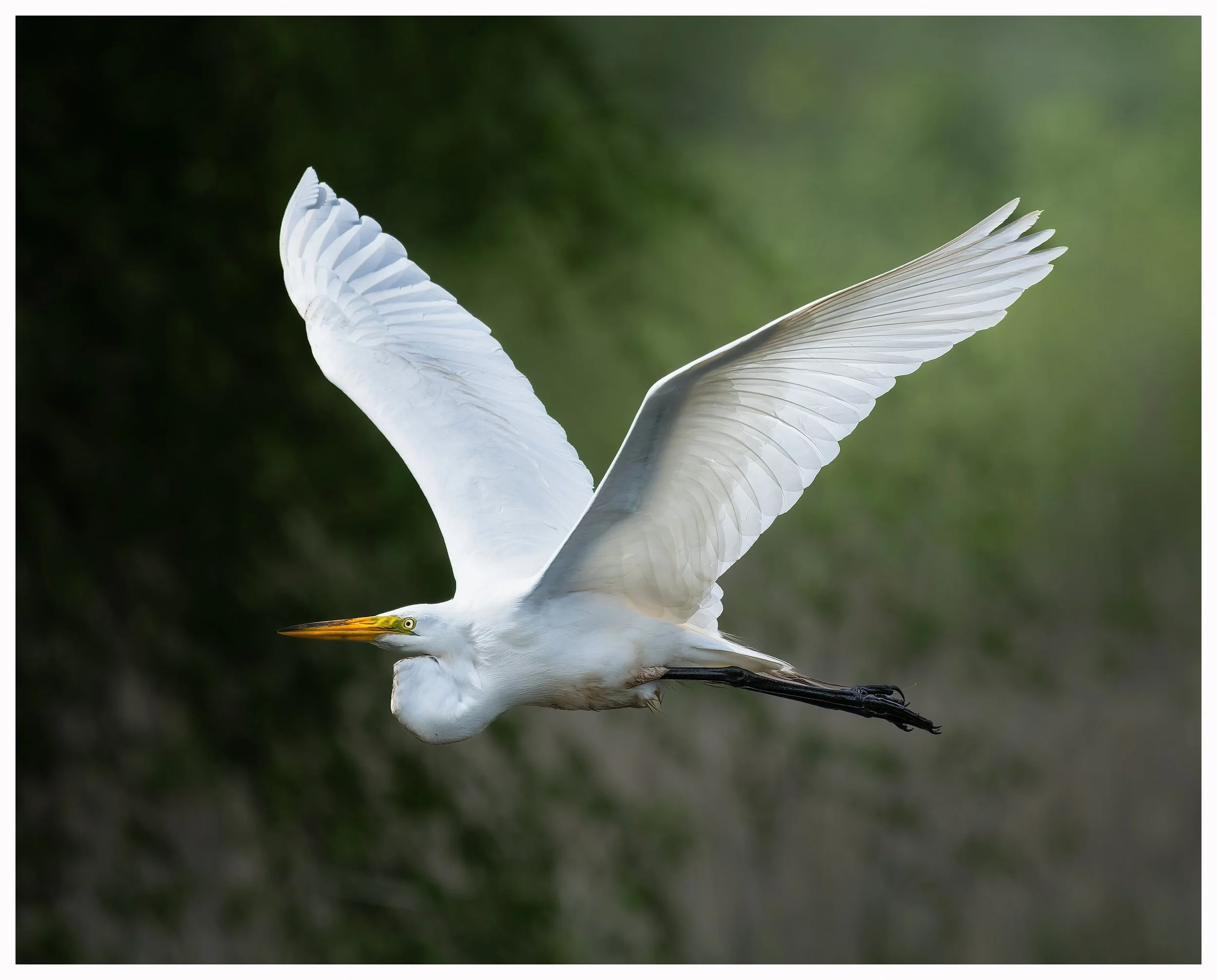 White bird 1.jpg