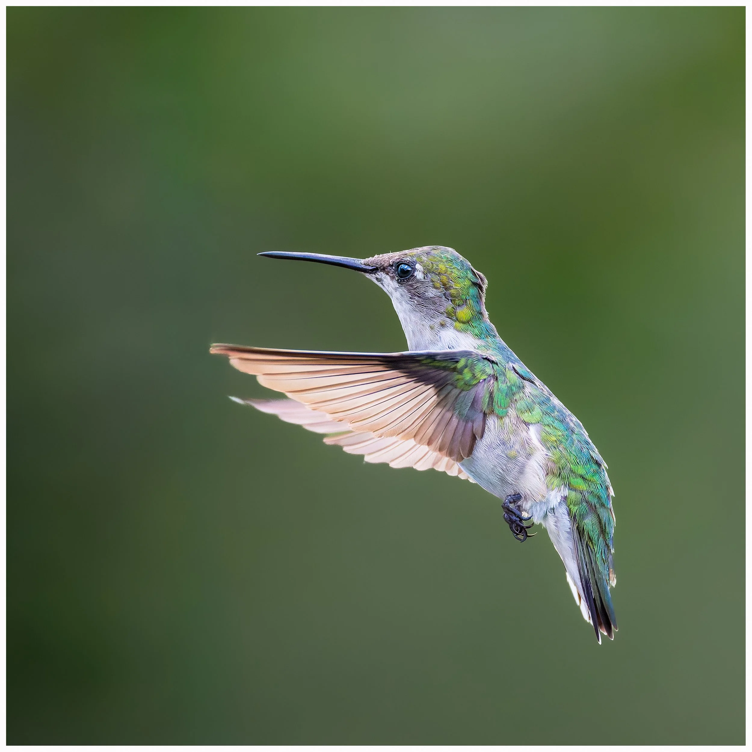 Bummingbird45.jpg