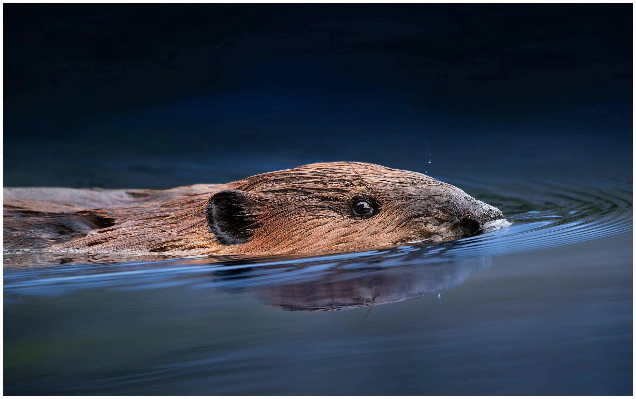 beaver.jpg