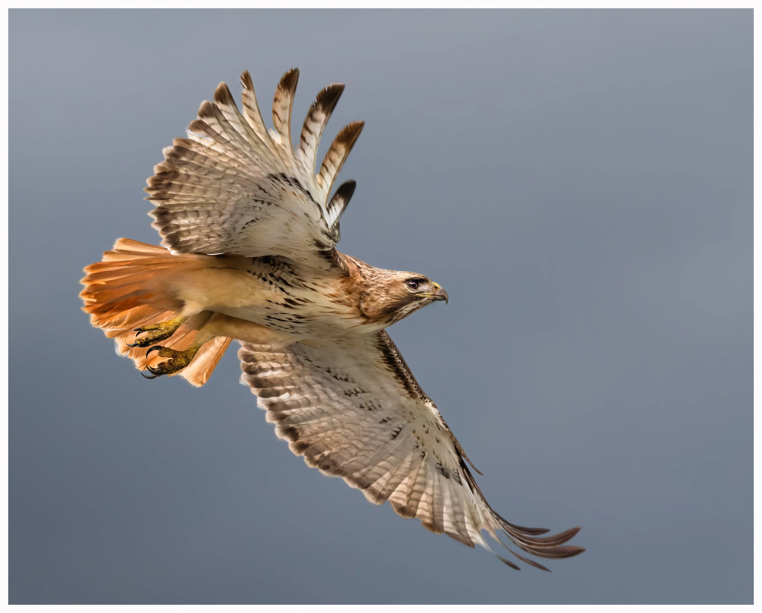 Hawk43.jpg