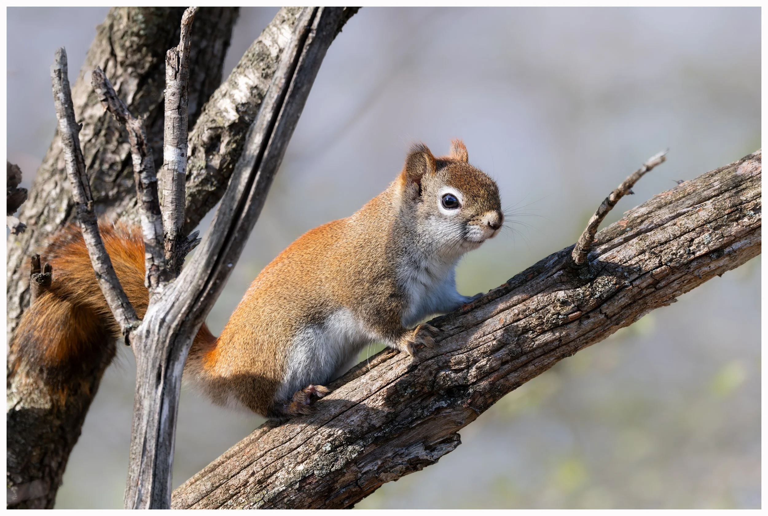 Squirel7.jpg