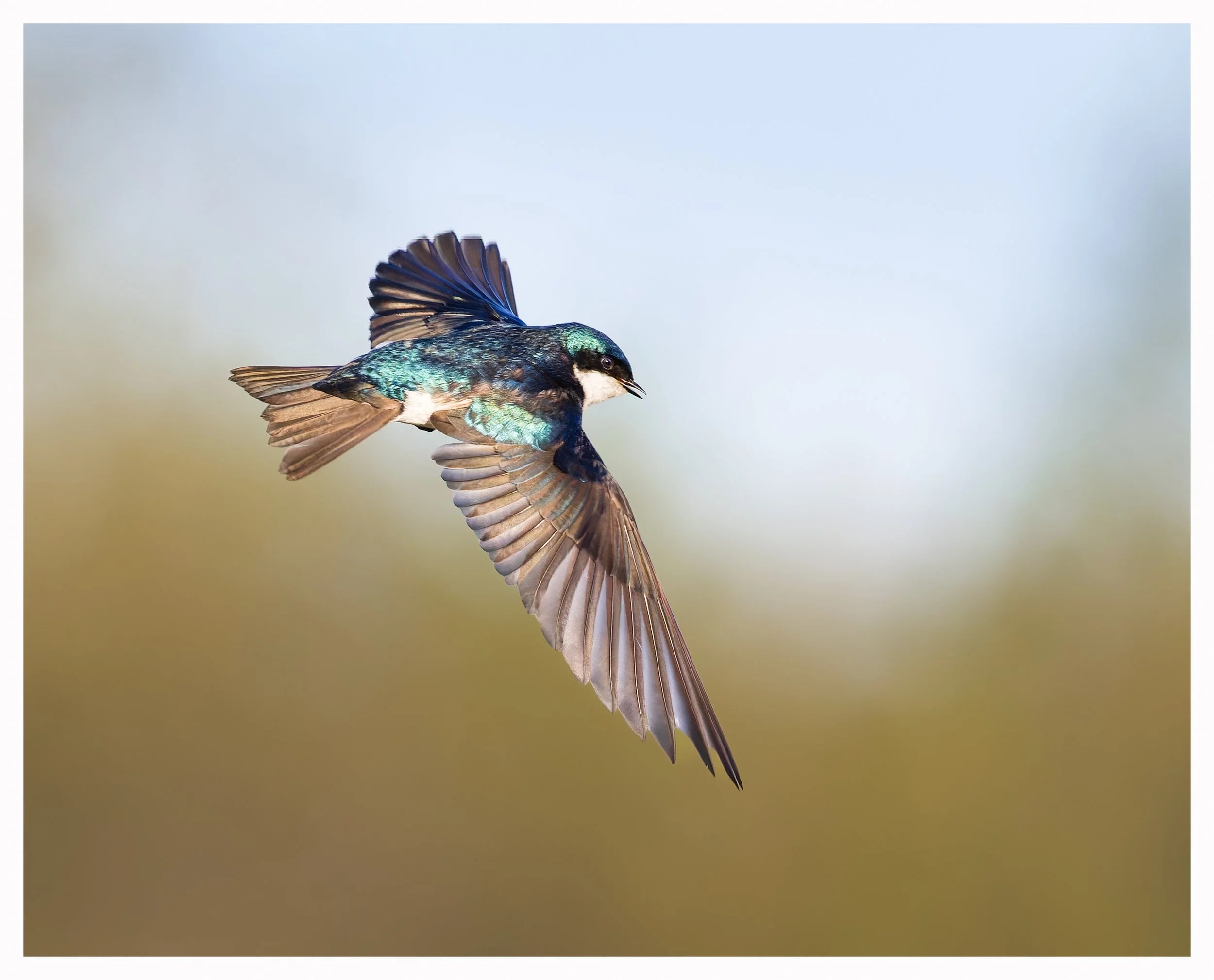 Swallow25.jpg