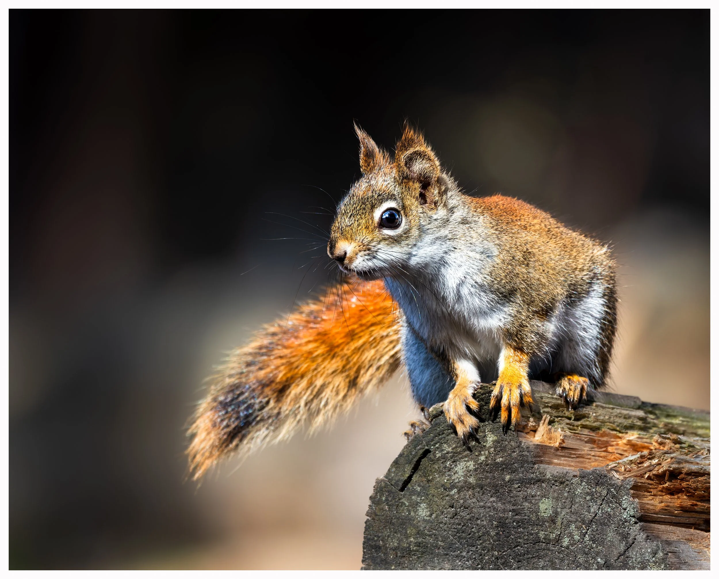 Squirel20v2.jpg