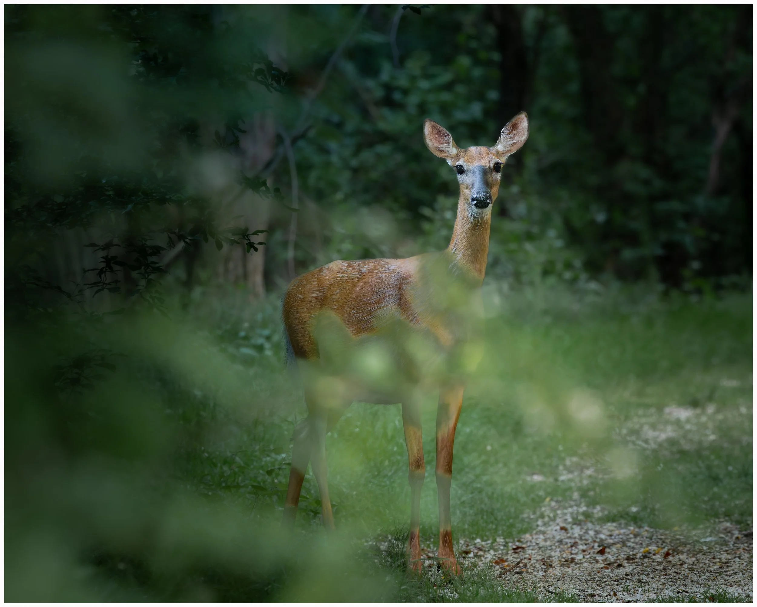 Deer7.jpg